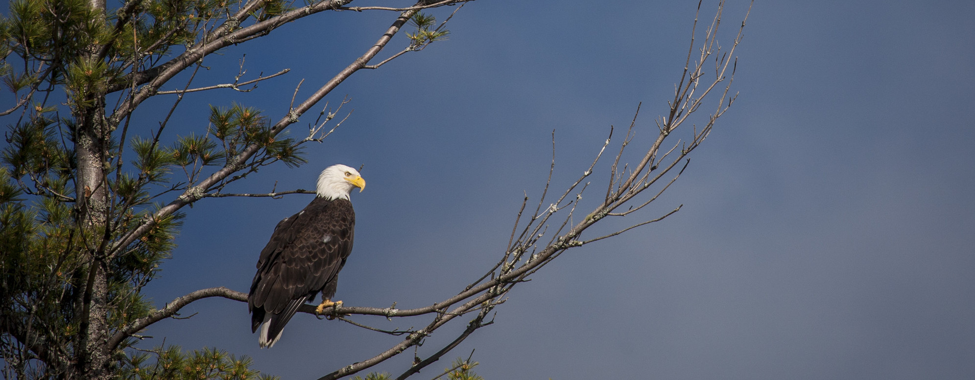 An adult Bald Eagle. An adult Bald Eagle with a white head and brown body sitting in a pine tree.
