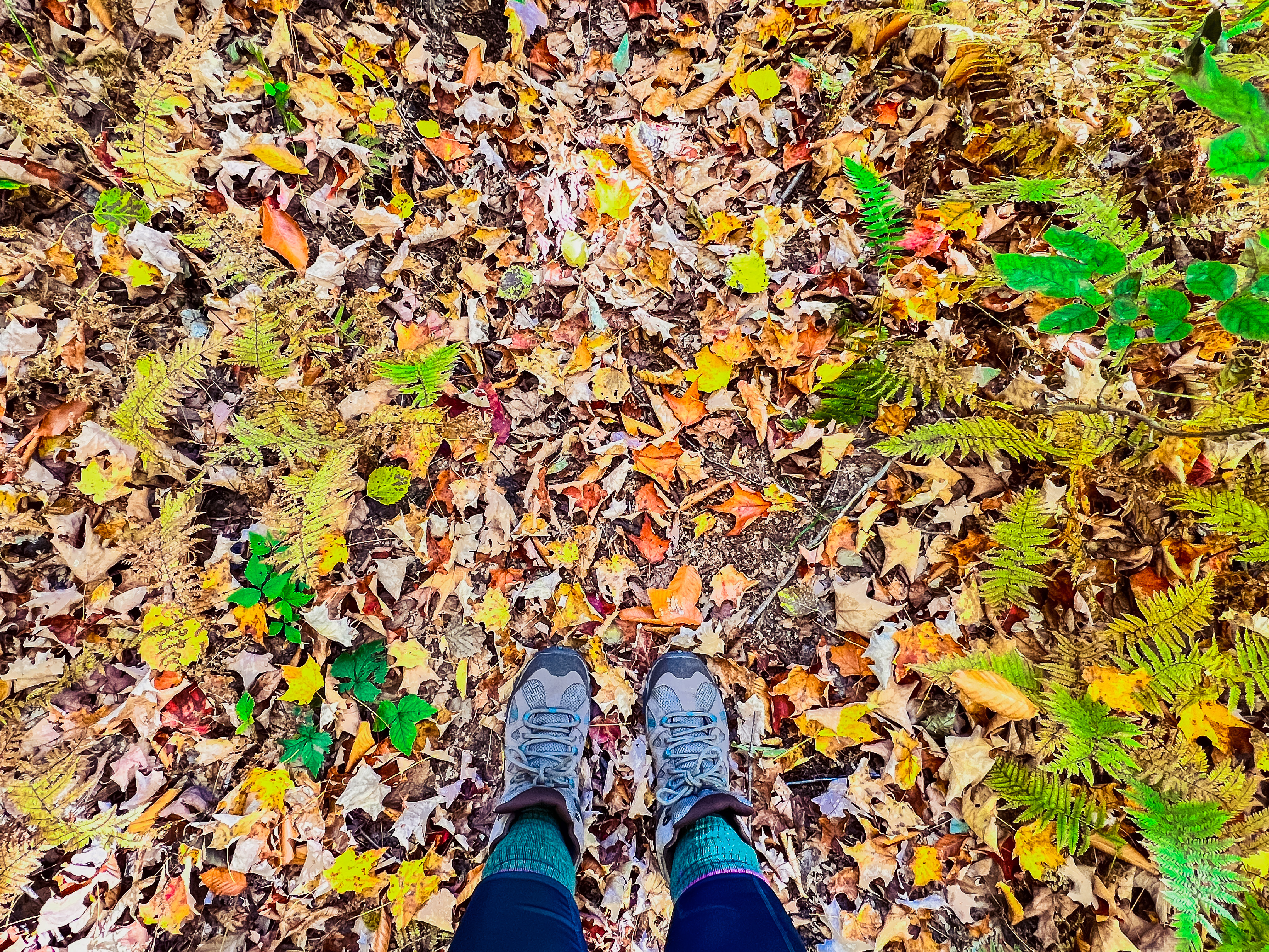 A pair of hiking boots standing still on the trail covered with leaves with ferns on the side.