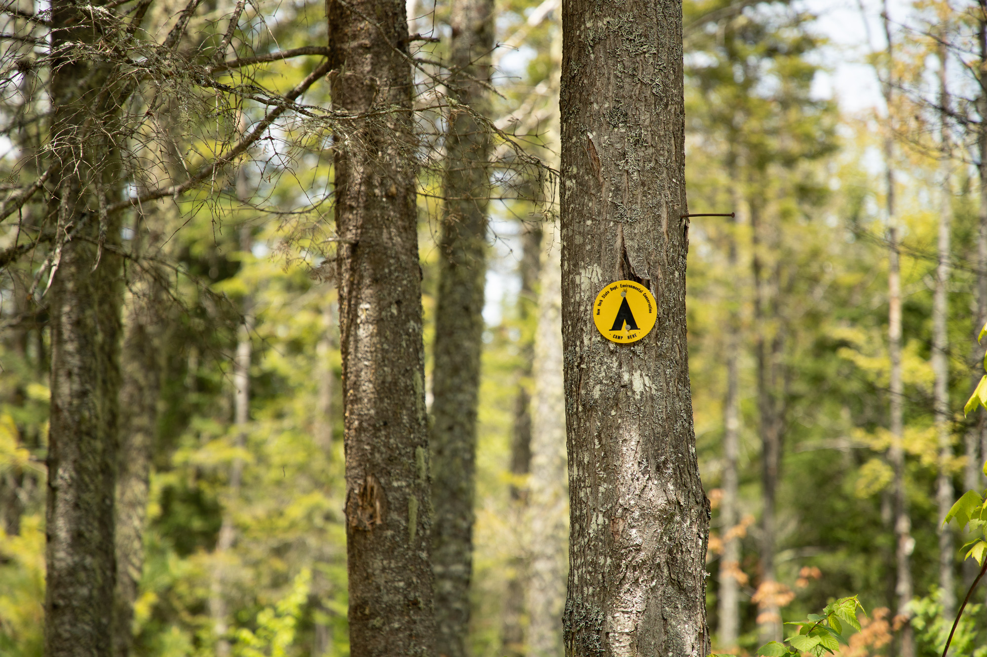 A yellow "camp here" disk nailed to a tree