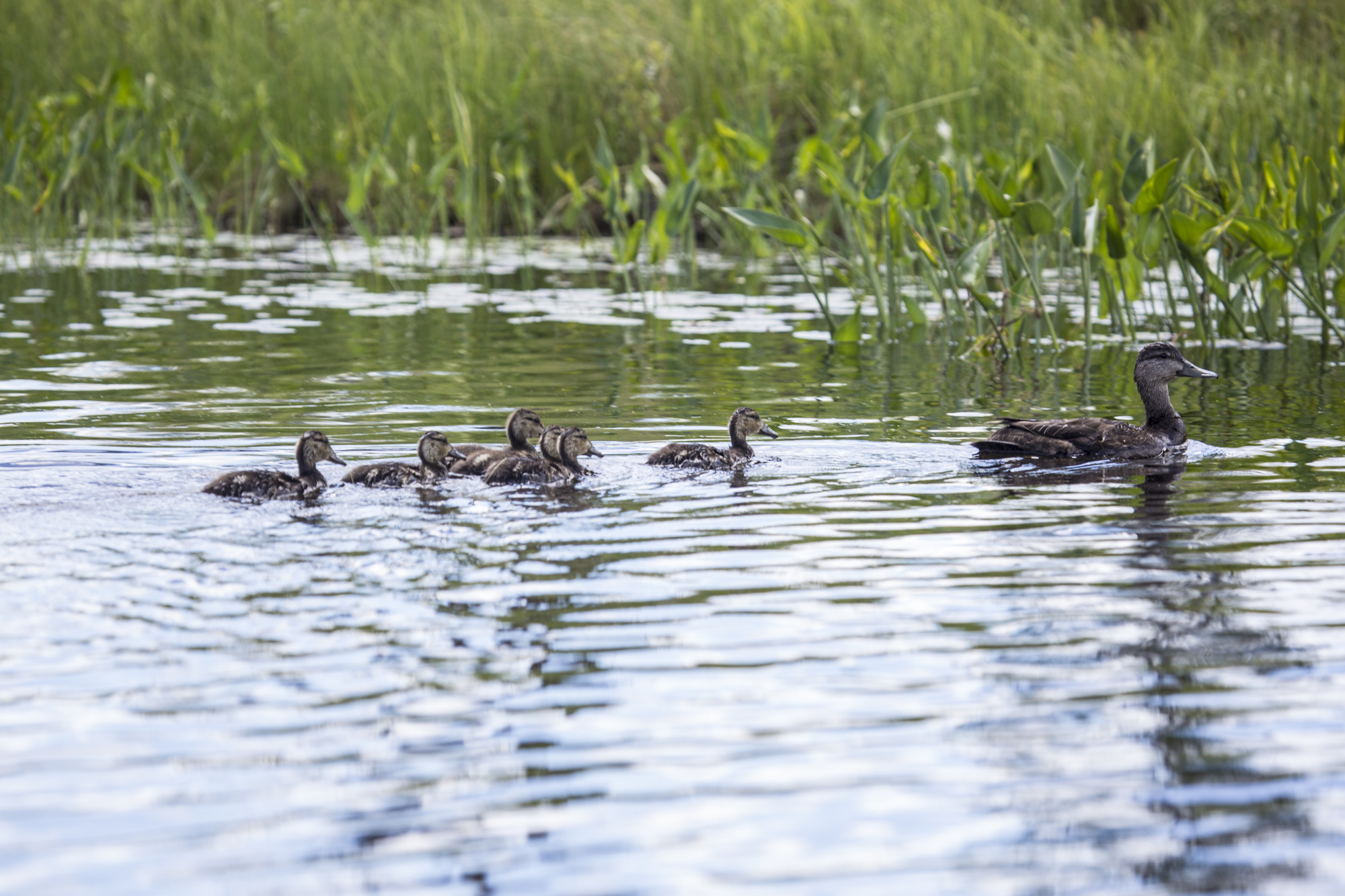 A female duck and ducklings. A mamma duck and 6 ducklings moving through the water and pickerelweed.