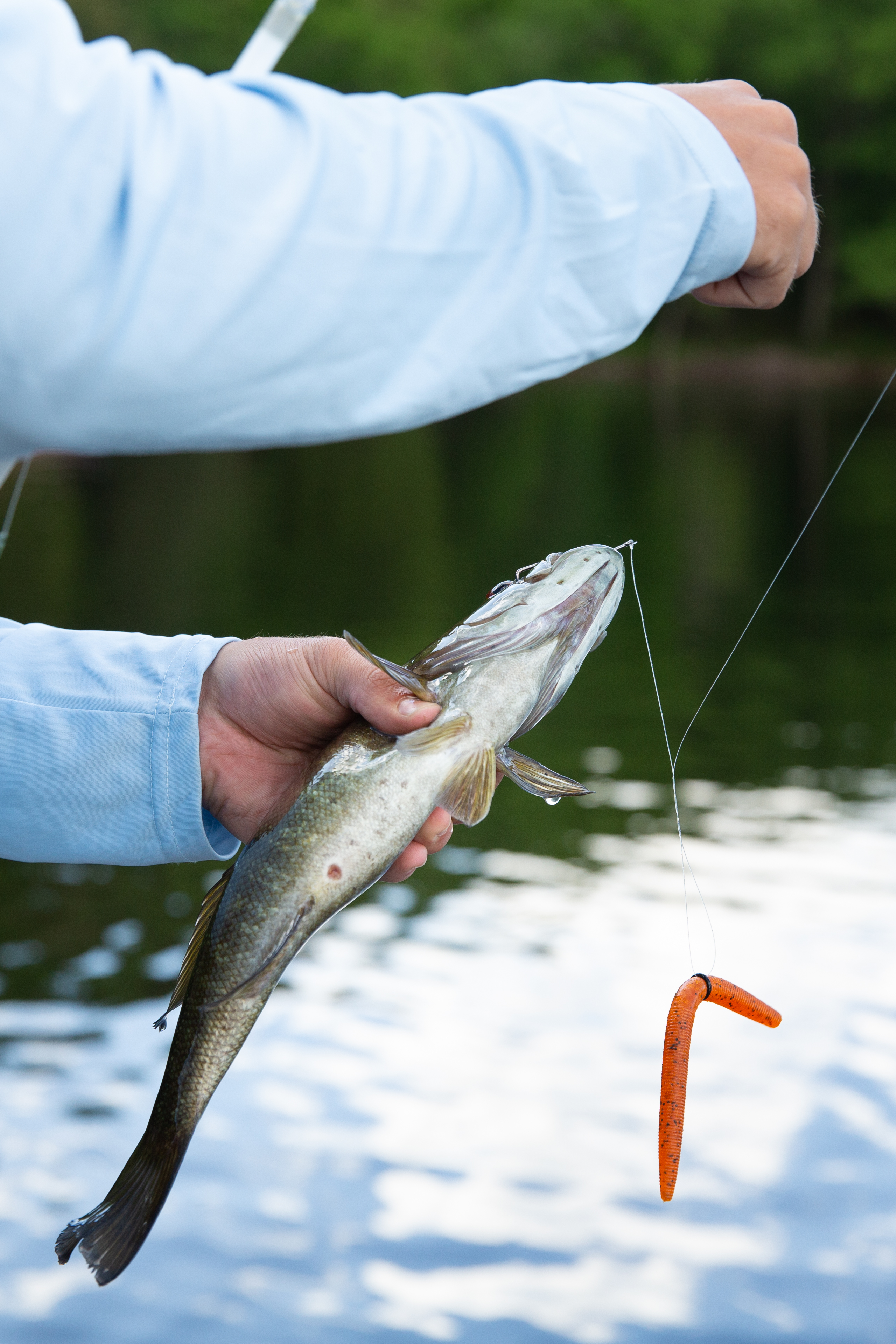 Close up of a fisherman holding his catch.