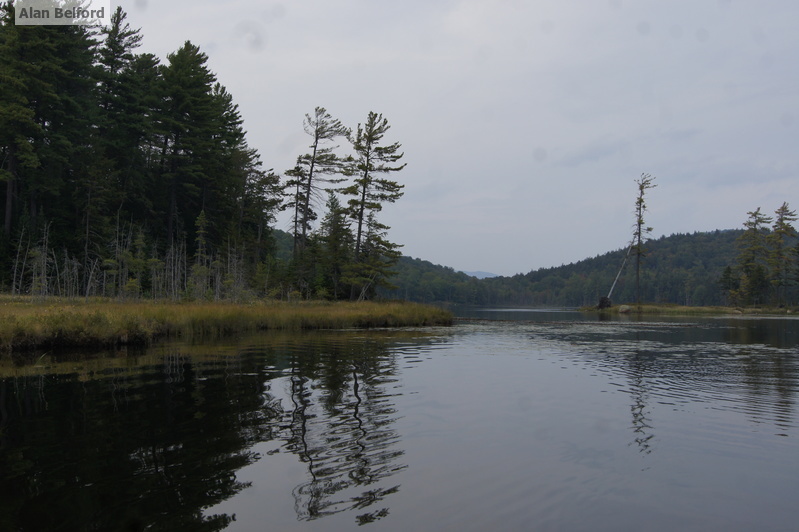 Mason Lake - marshy area