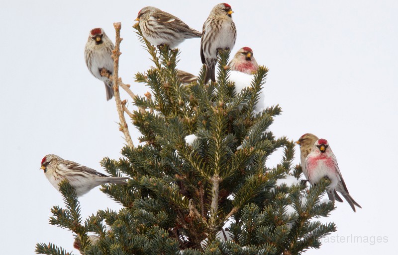 Flock of Common Redpolls by Larry Master