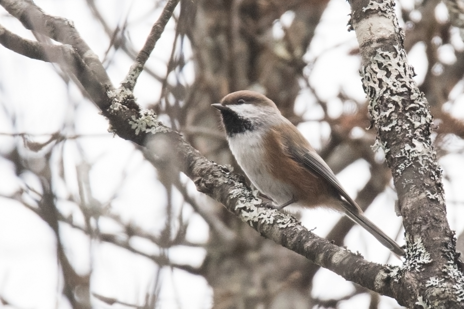 Boreal Chickadee by Sue Barth