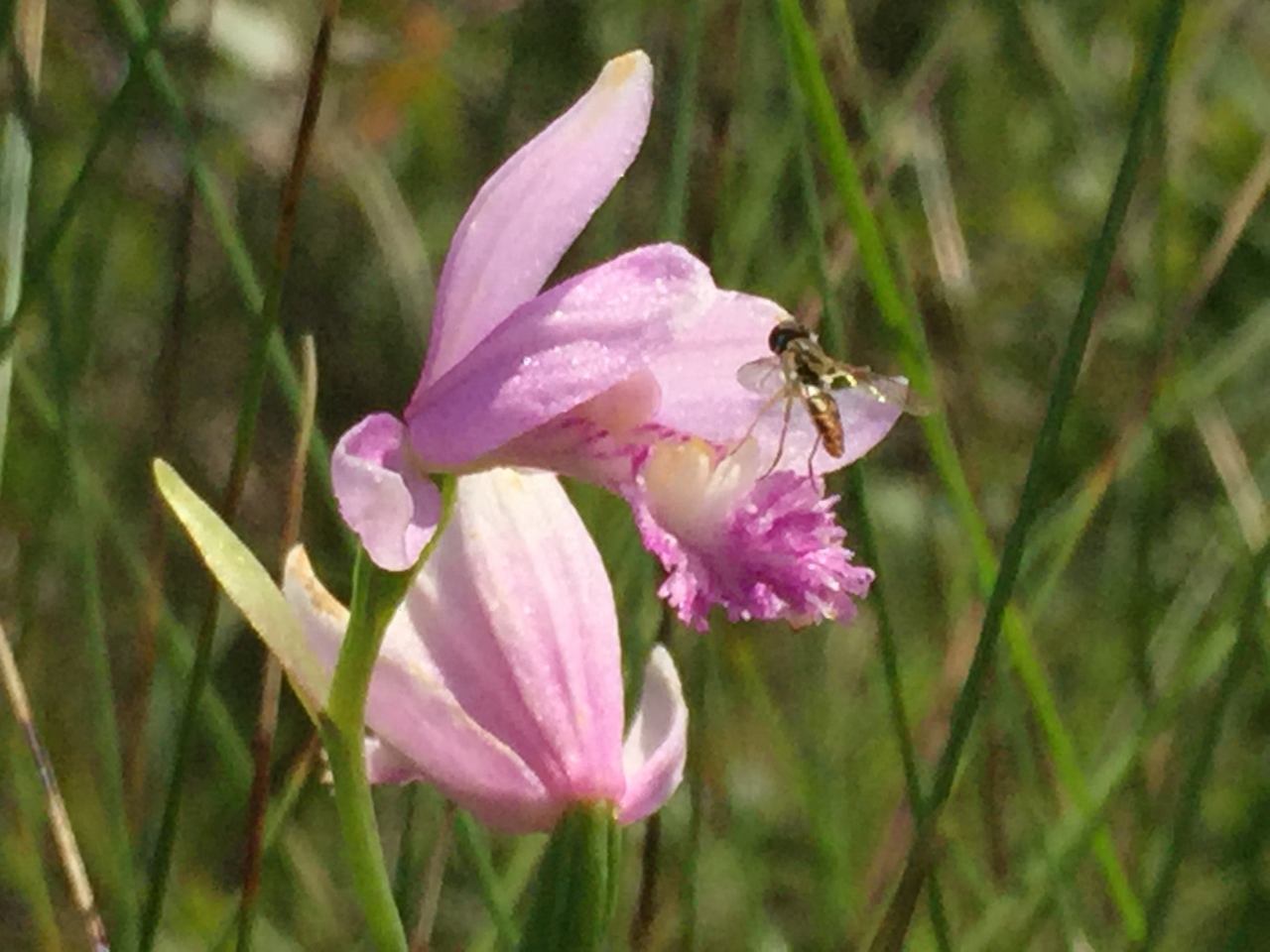 Rose Pogonia in bloom along the shore of Mud Pond