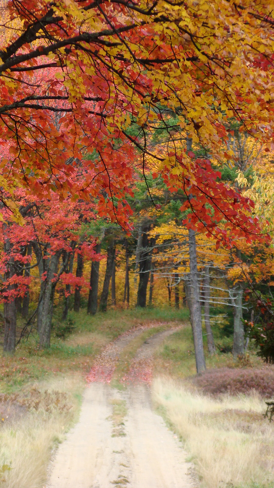 Fall in the Moose River Plains