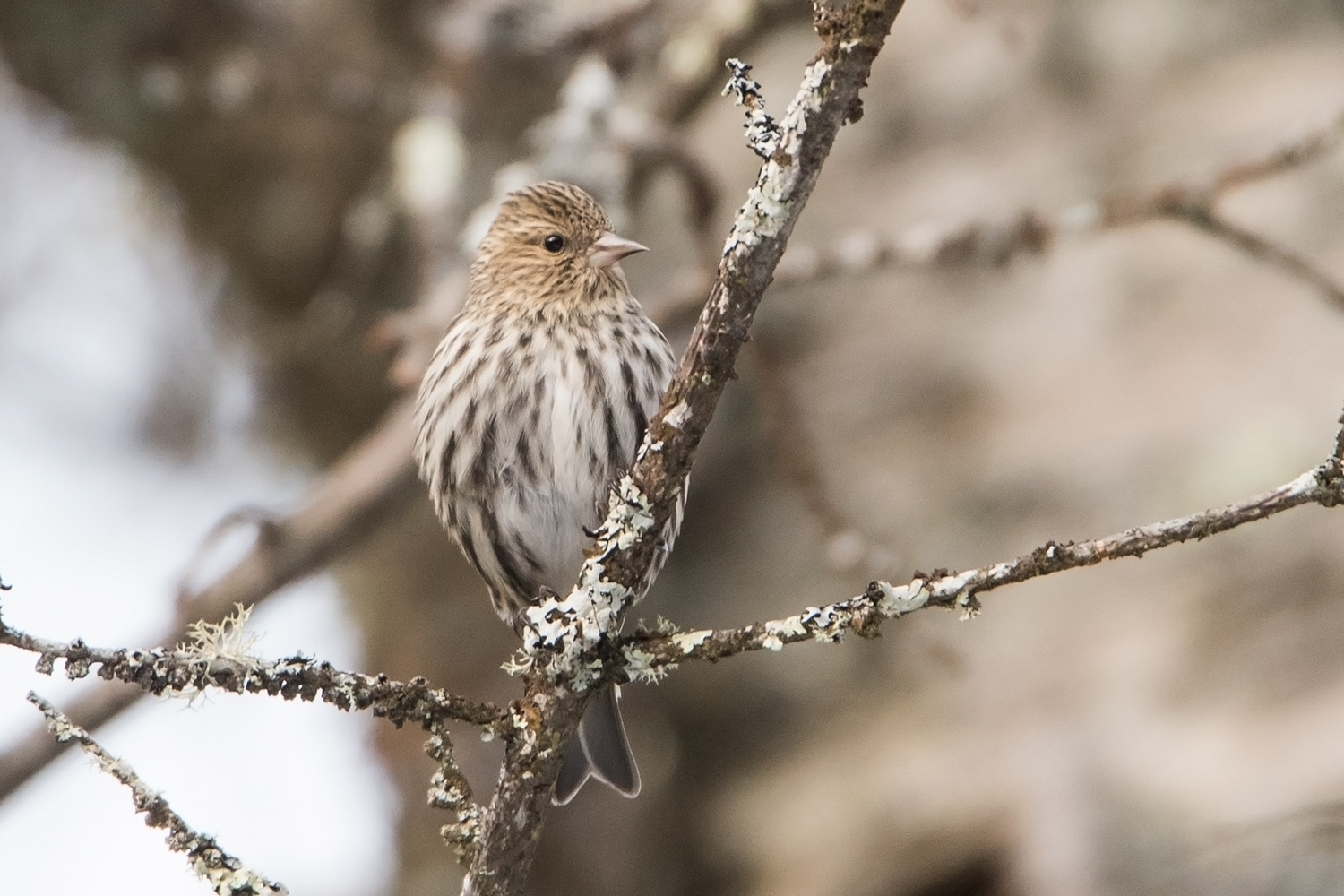 Pine Siskin by Sue Barth