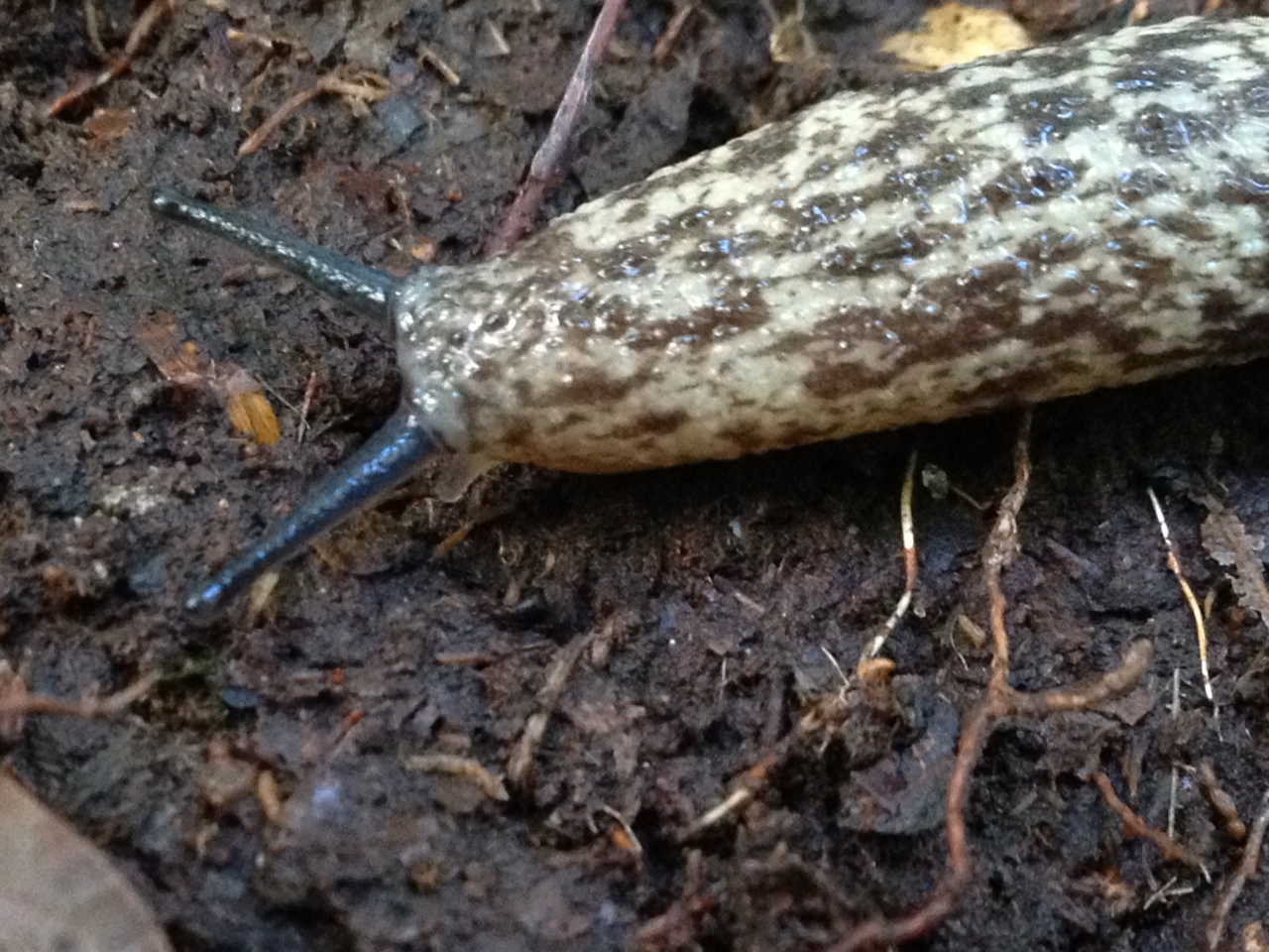 OK Slip Falls Slug