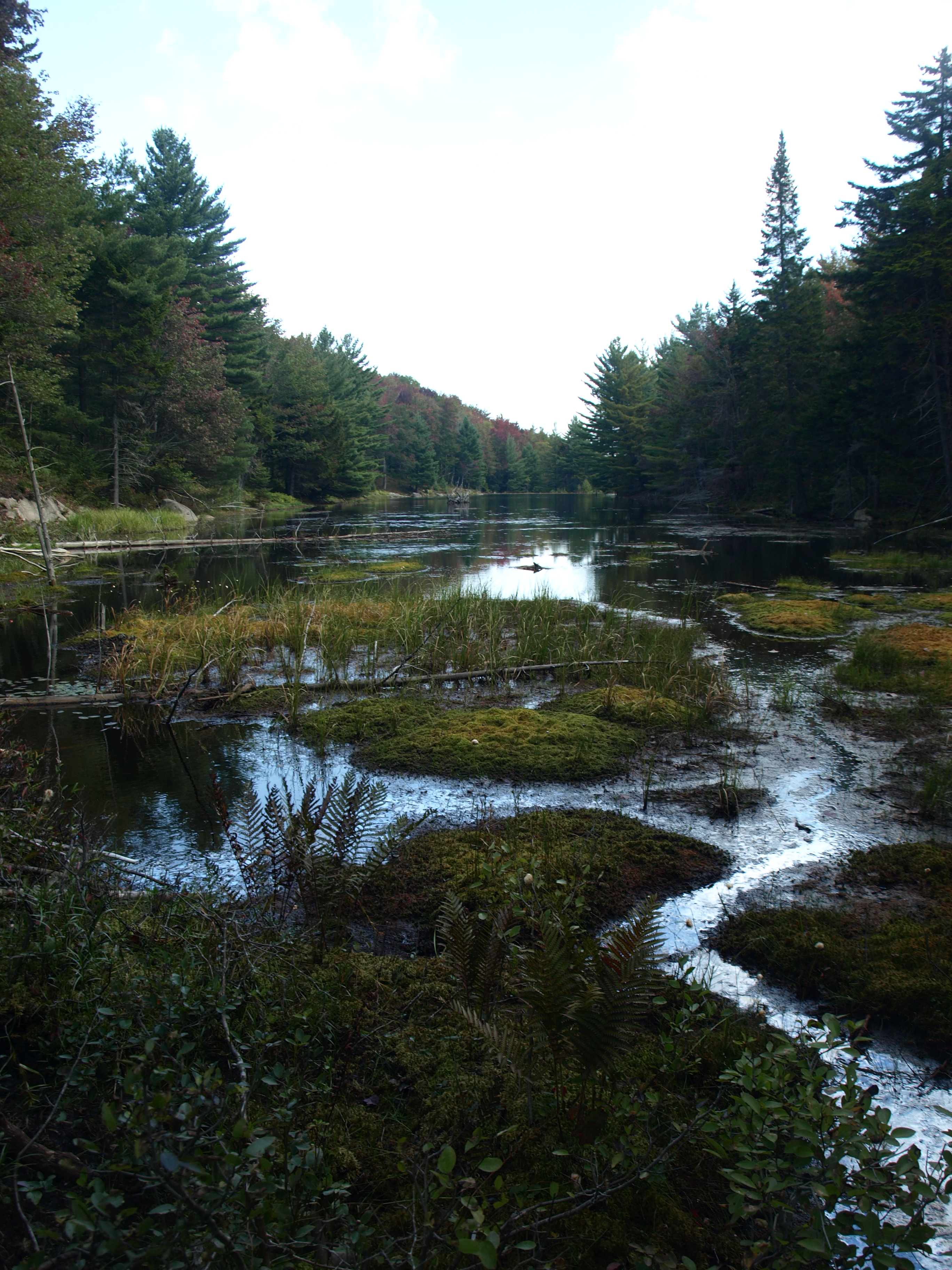 Wetland