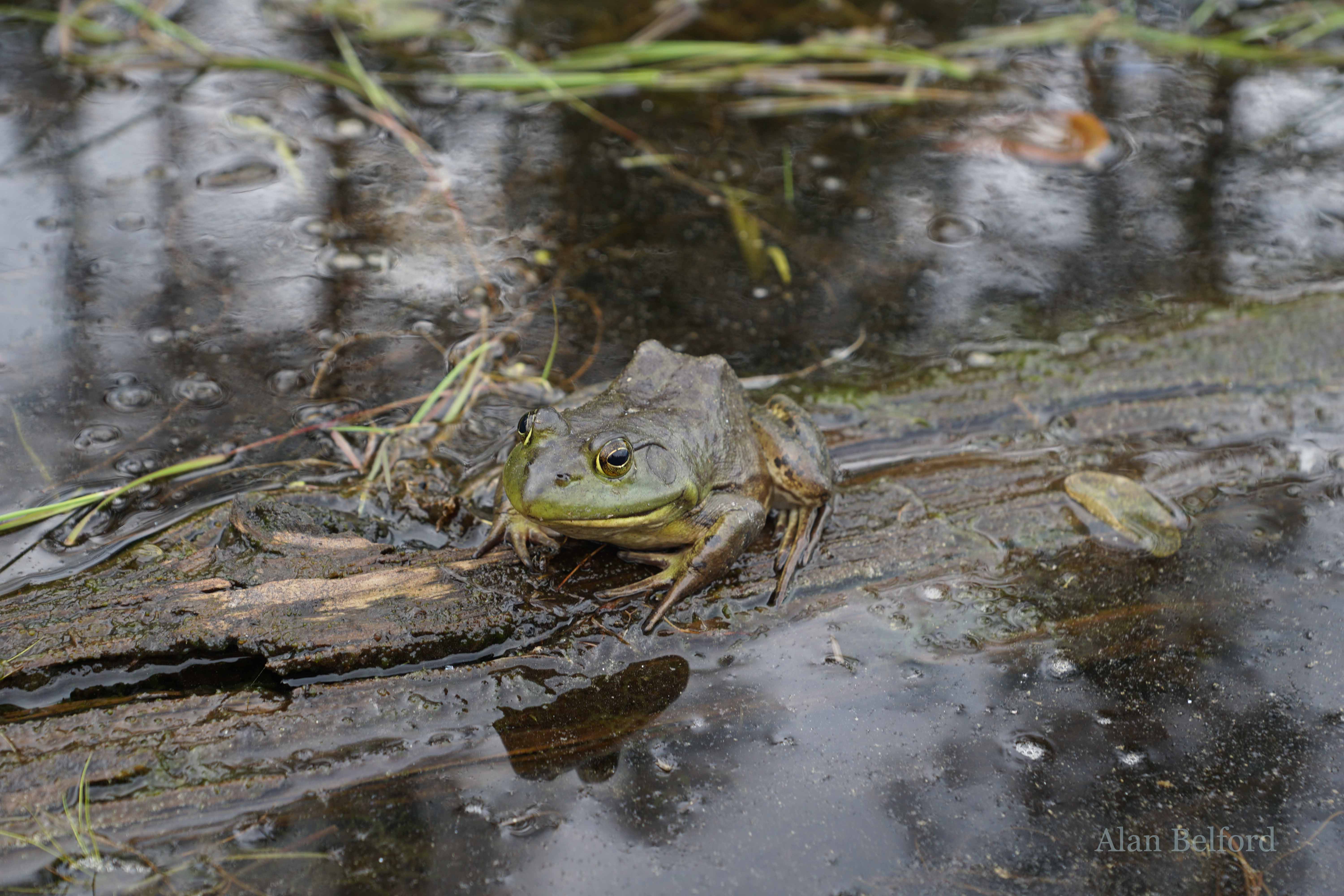 A chorus of bullfrogs led me across the pond.