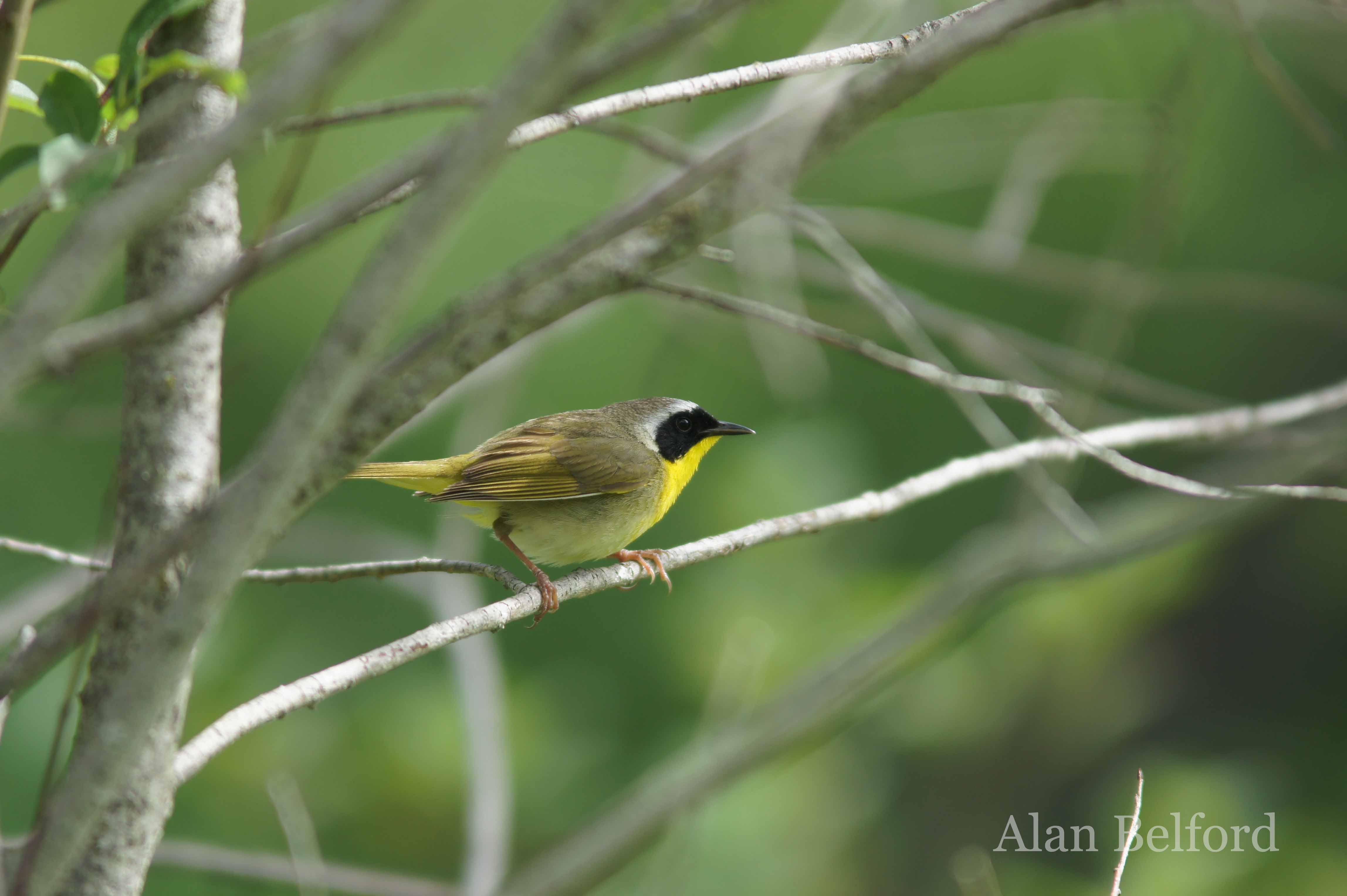 The edges of the pond hosted lots of Common Yellowthroats.