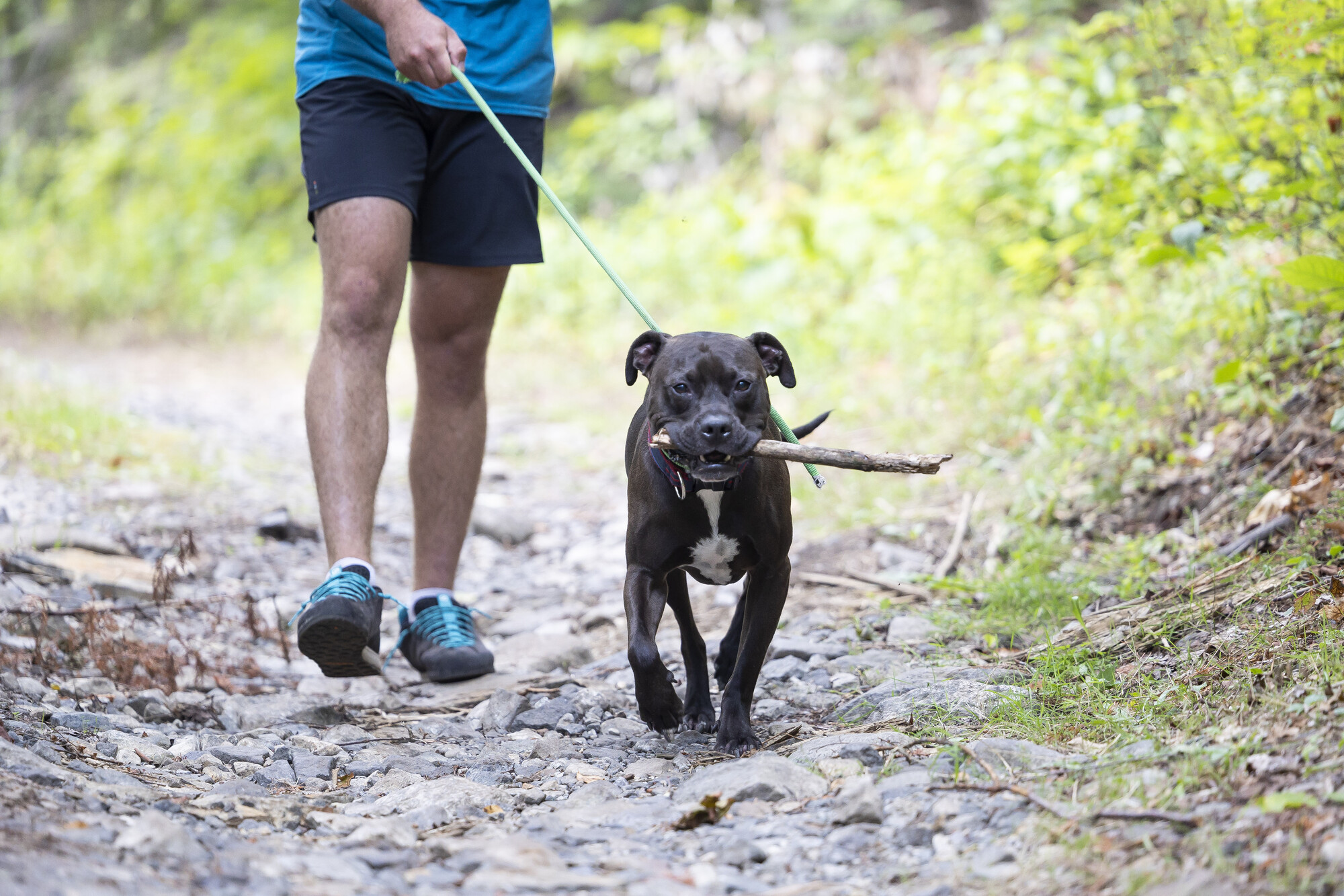 Dog running along a trail with a stick