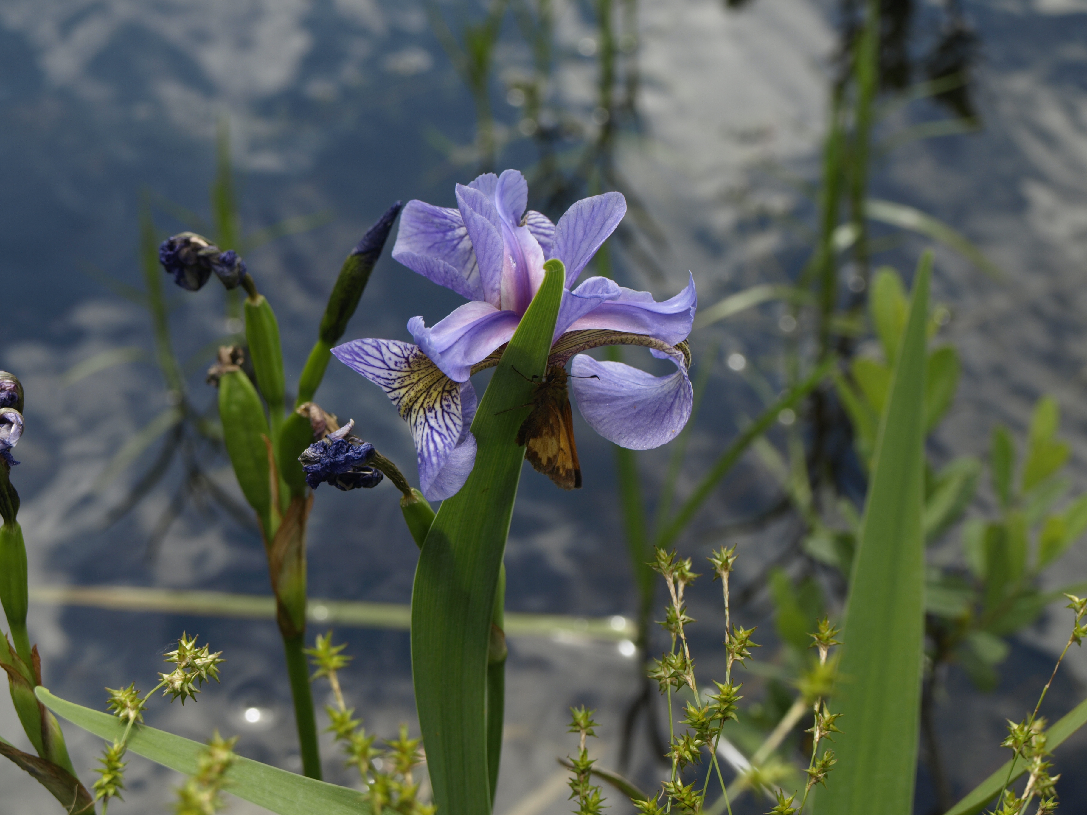 Wildflowers