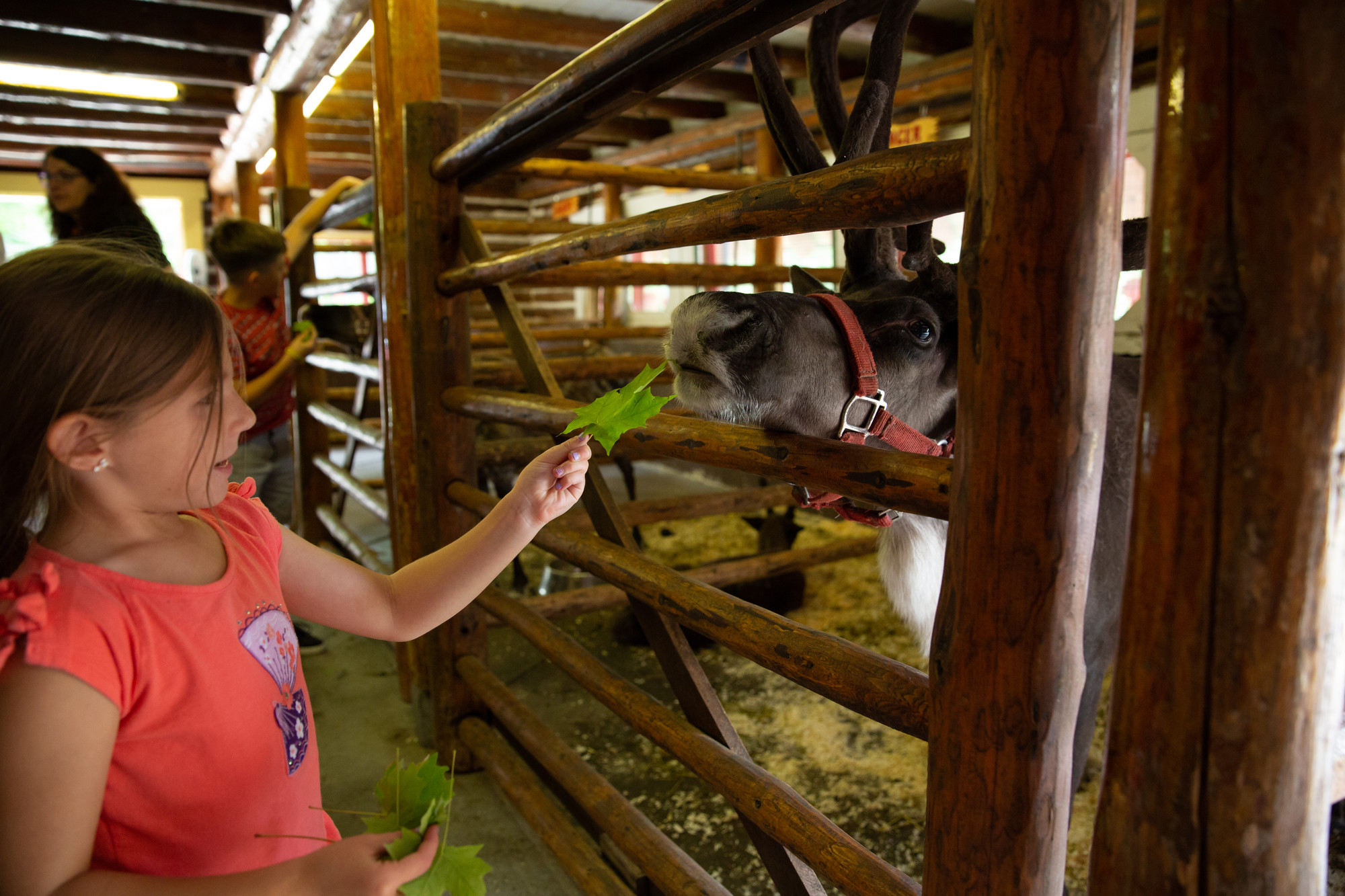 A young girl feeds a leaf to a reindeer at Santa's Workshop.