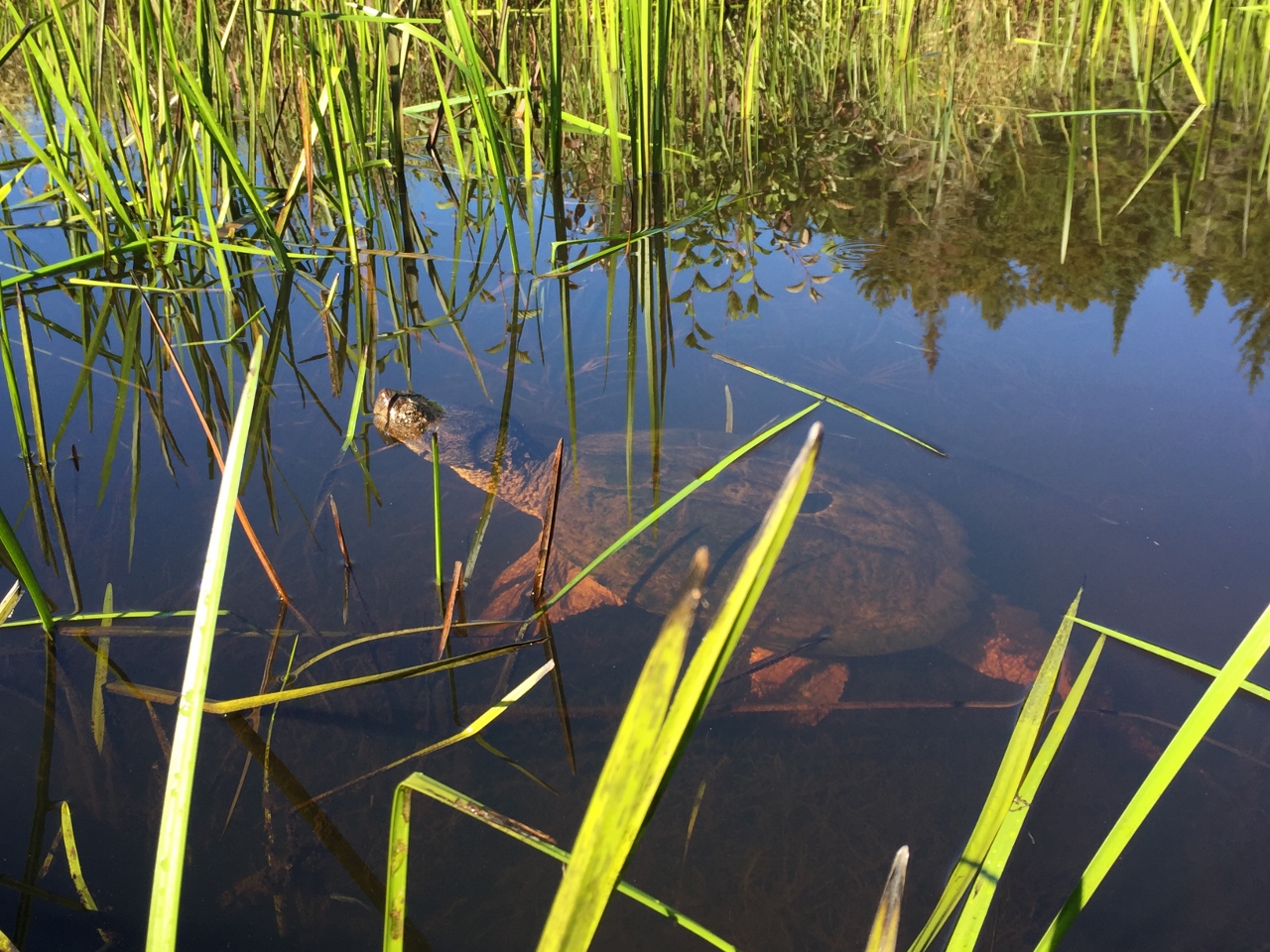 Snapping Turtle in Fishing Brook