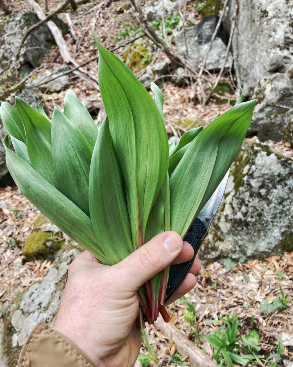 Jordan holds a handful of freshly picked ramps