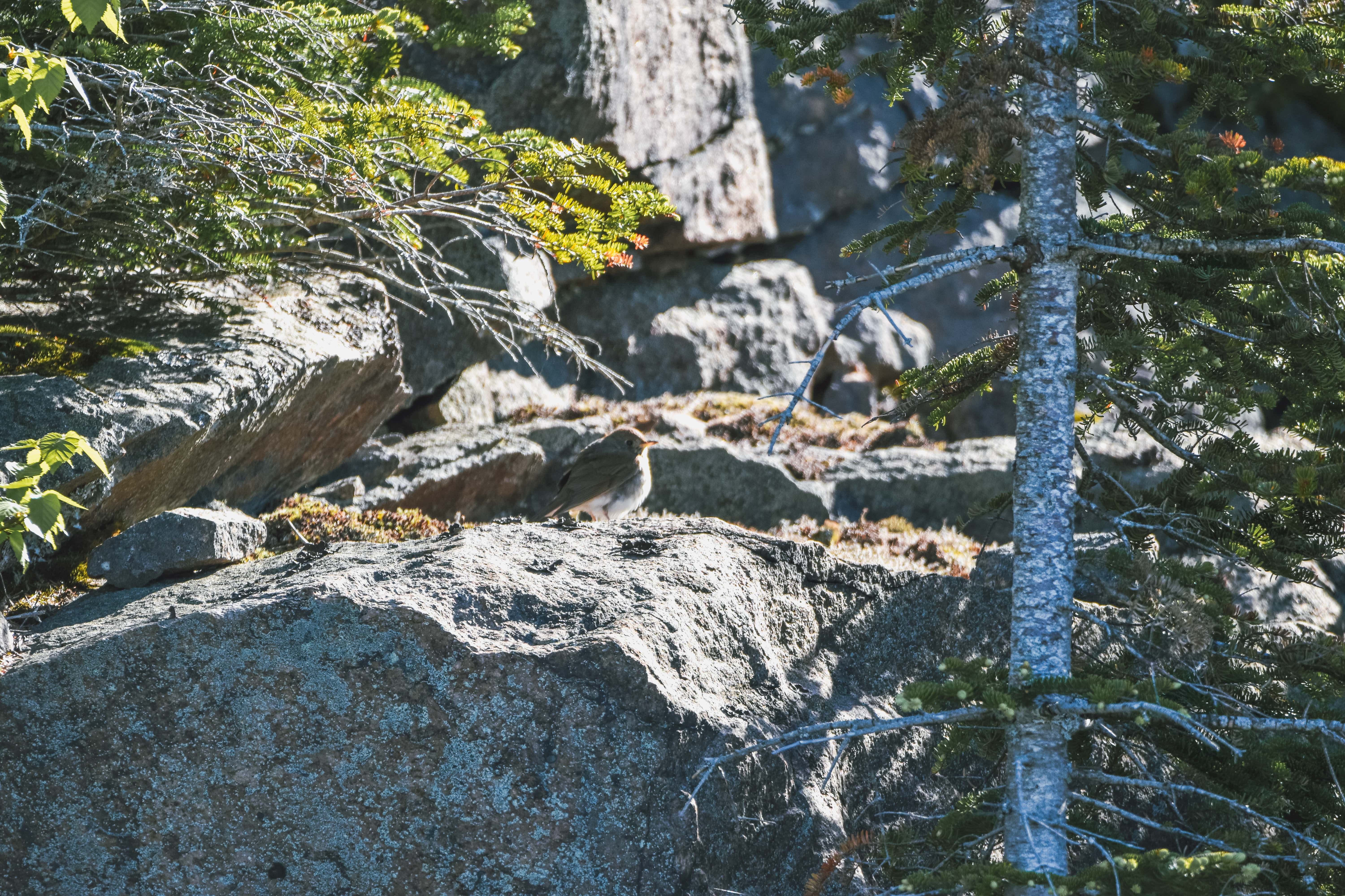 A very small bird sitting on a rock in the sun with a tree nearby.