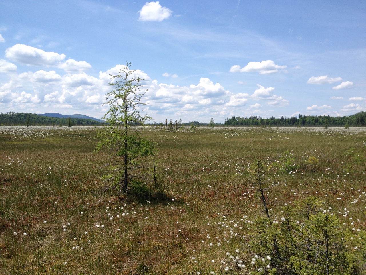 Spring Pond Bog. Photo by Joan Collins