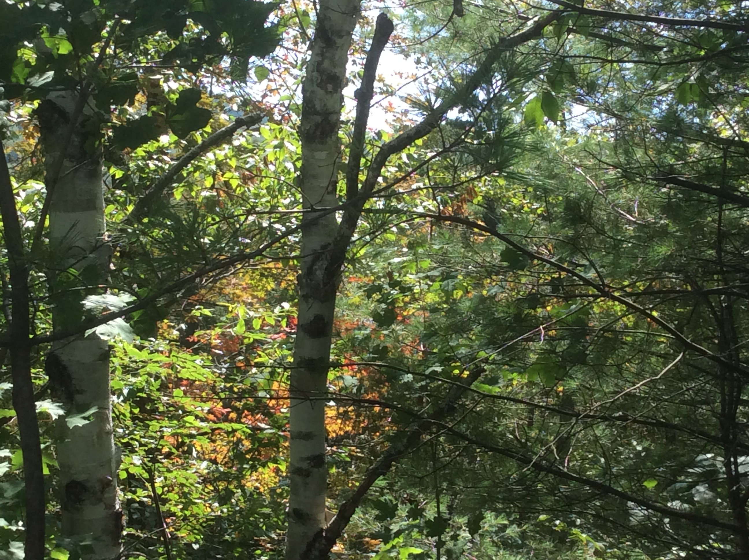 Blue Ridge Falls is also a forest hike, for even more scenery.