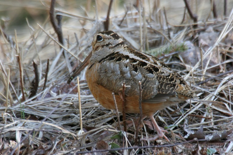 American Woodcock by Larry Master