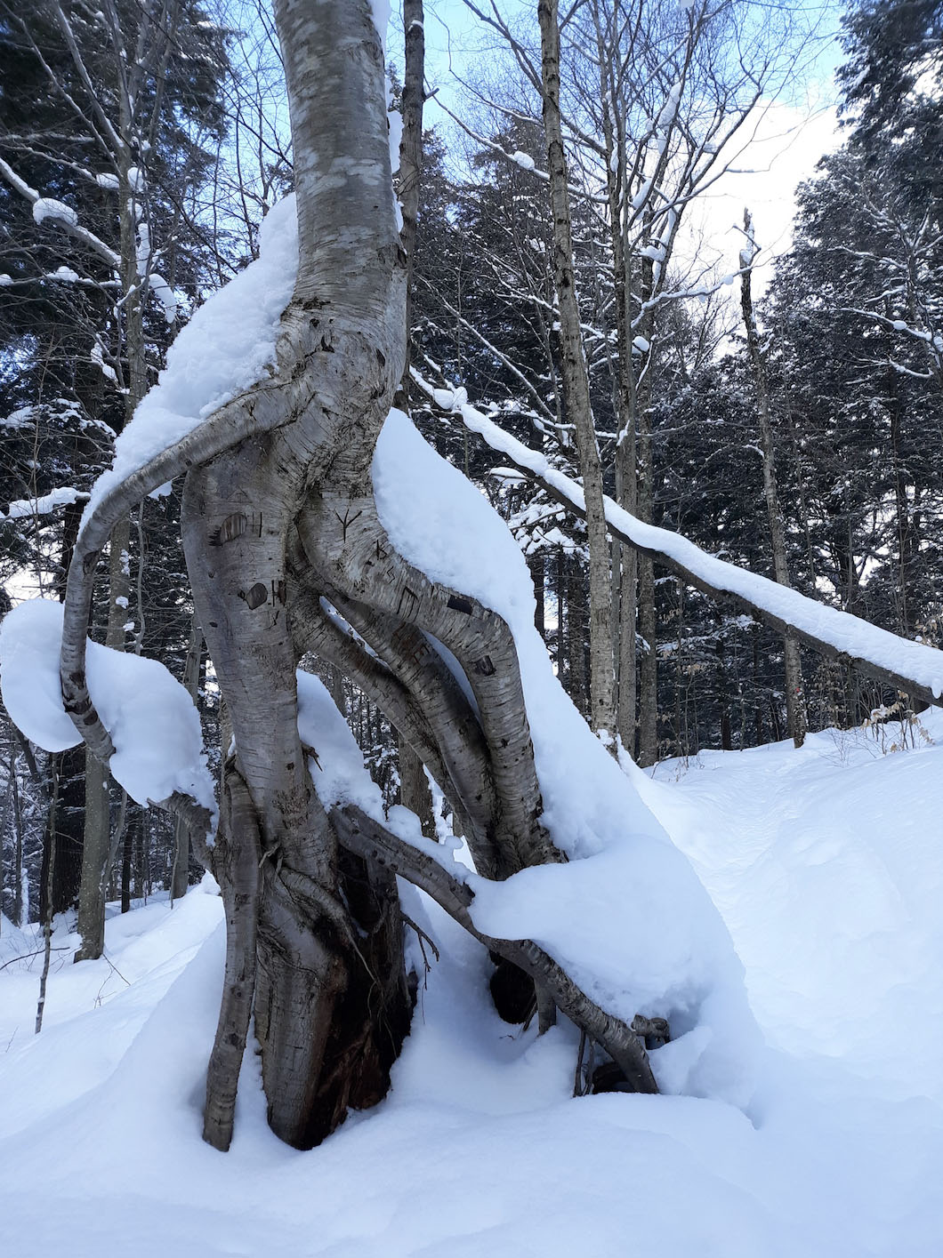 Winter tree covered in snow