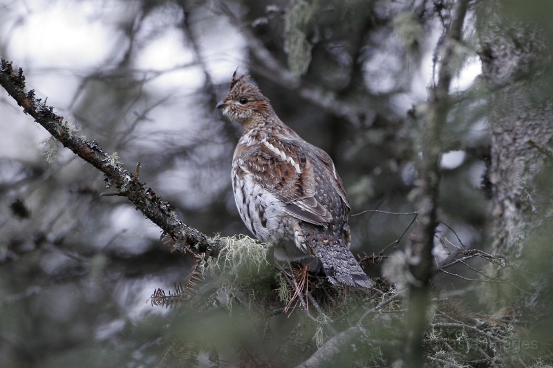 Ruffed Grouse - Larry