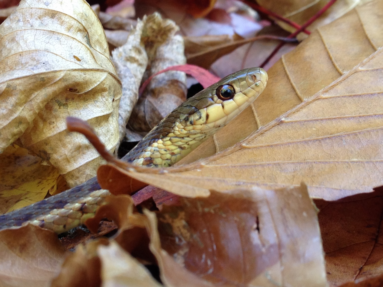 Lake Lila Garter Snake