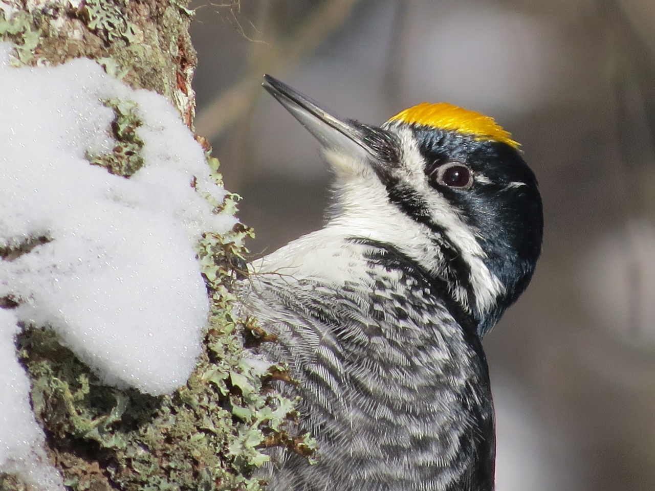 Male Black-backed Woodpecker