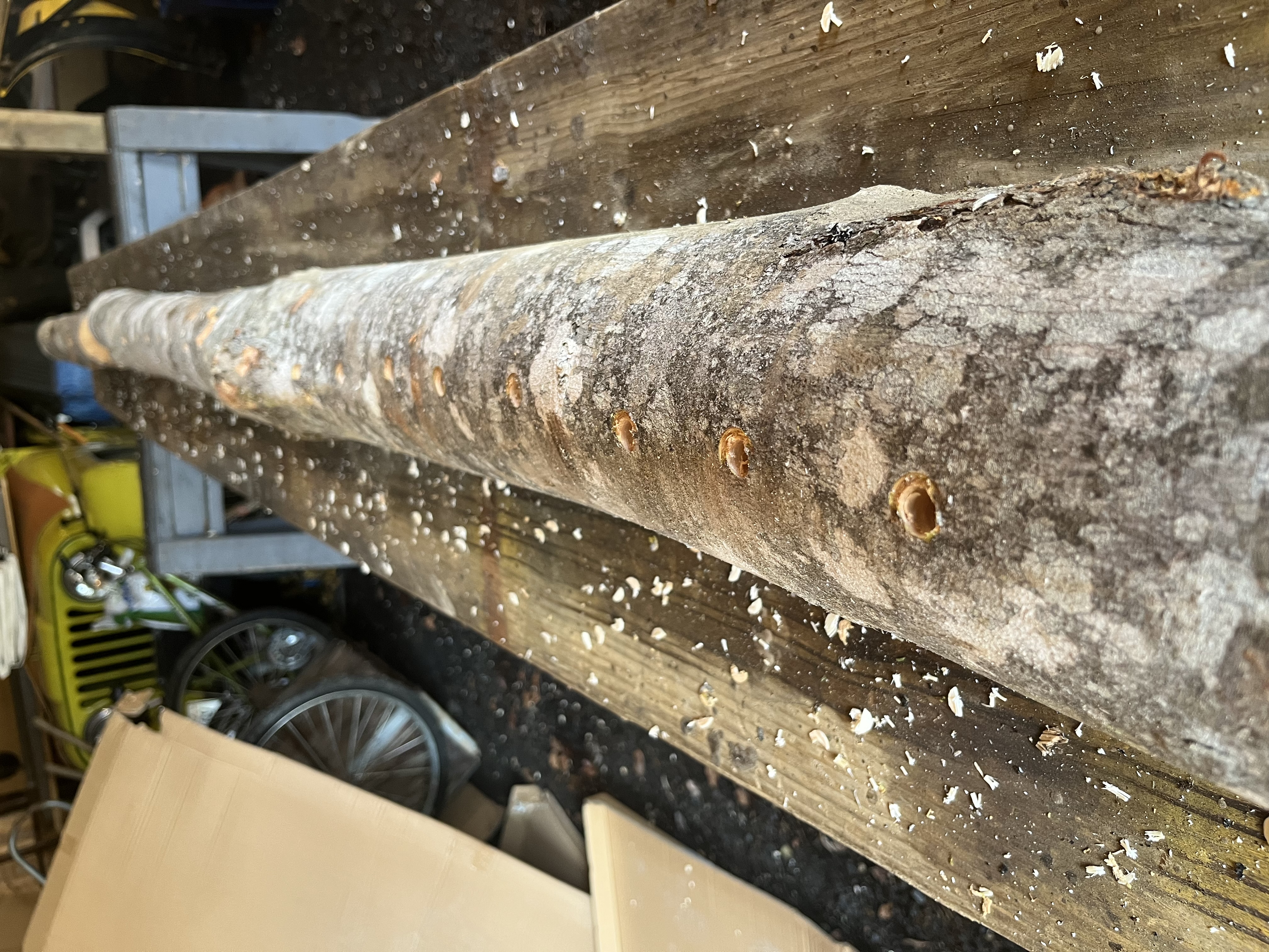 Inoculated Mushroom Logs 