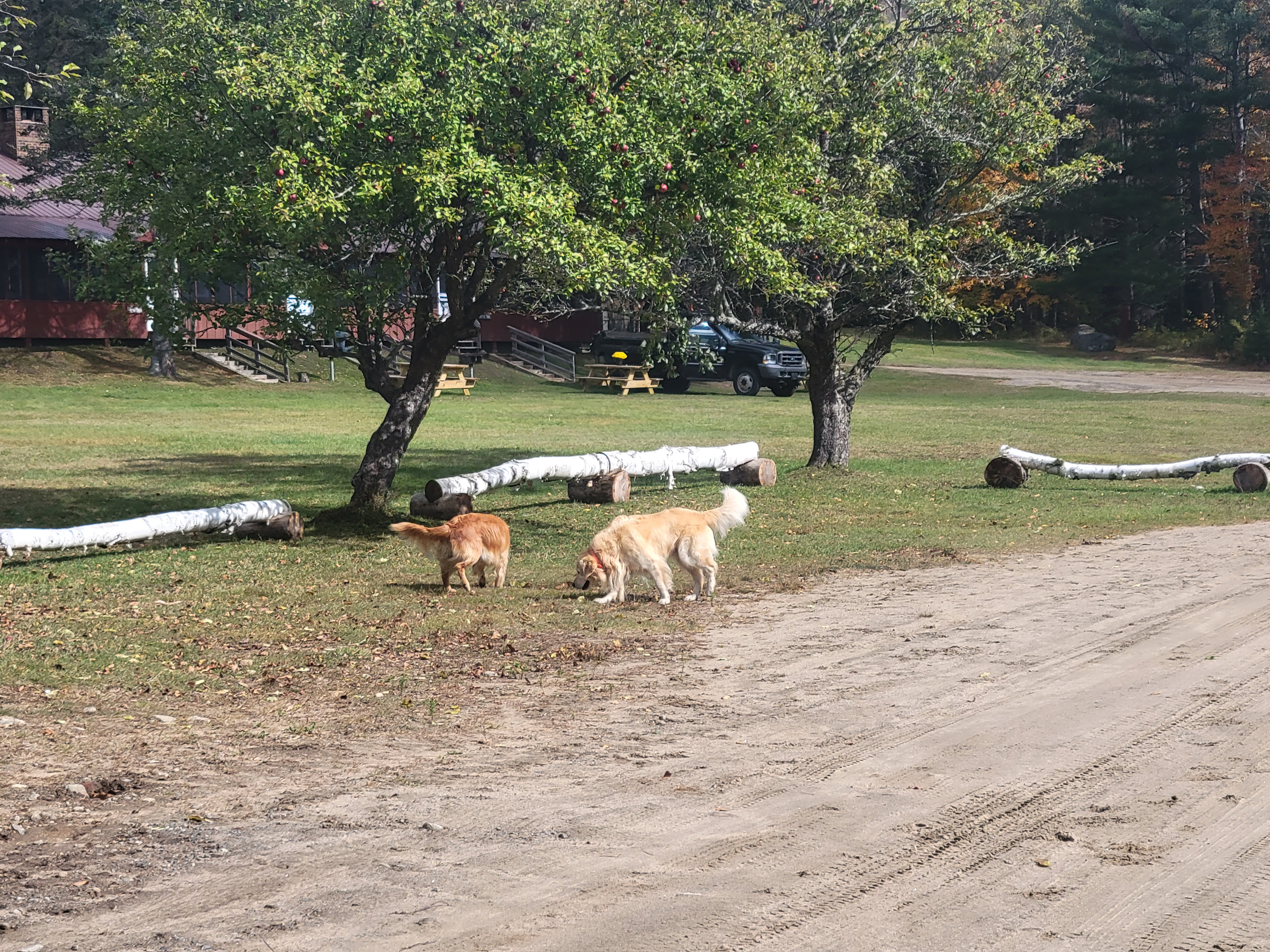 Two golden retrievers under a few apple trees