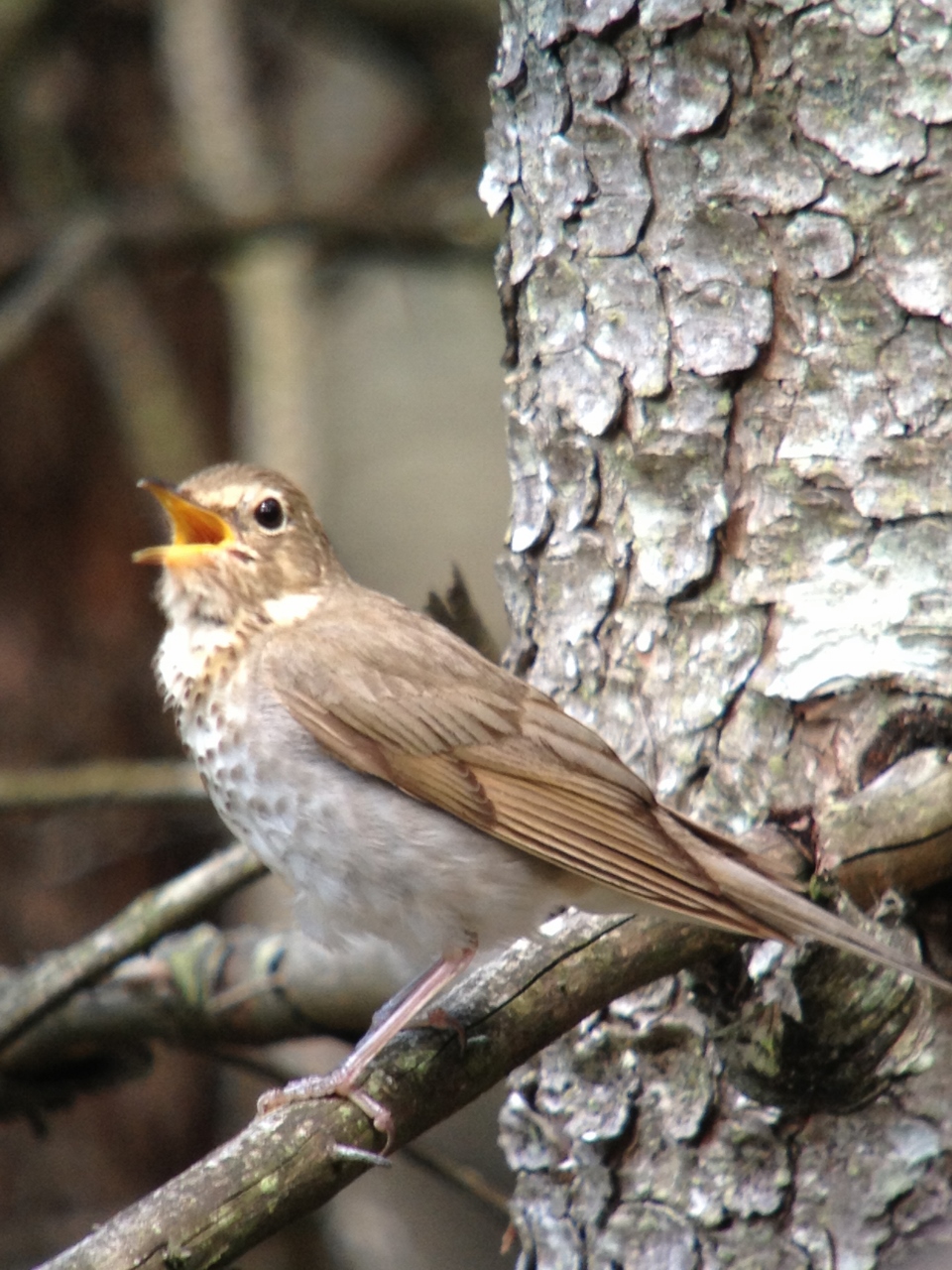 Swainson's Thrush