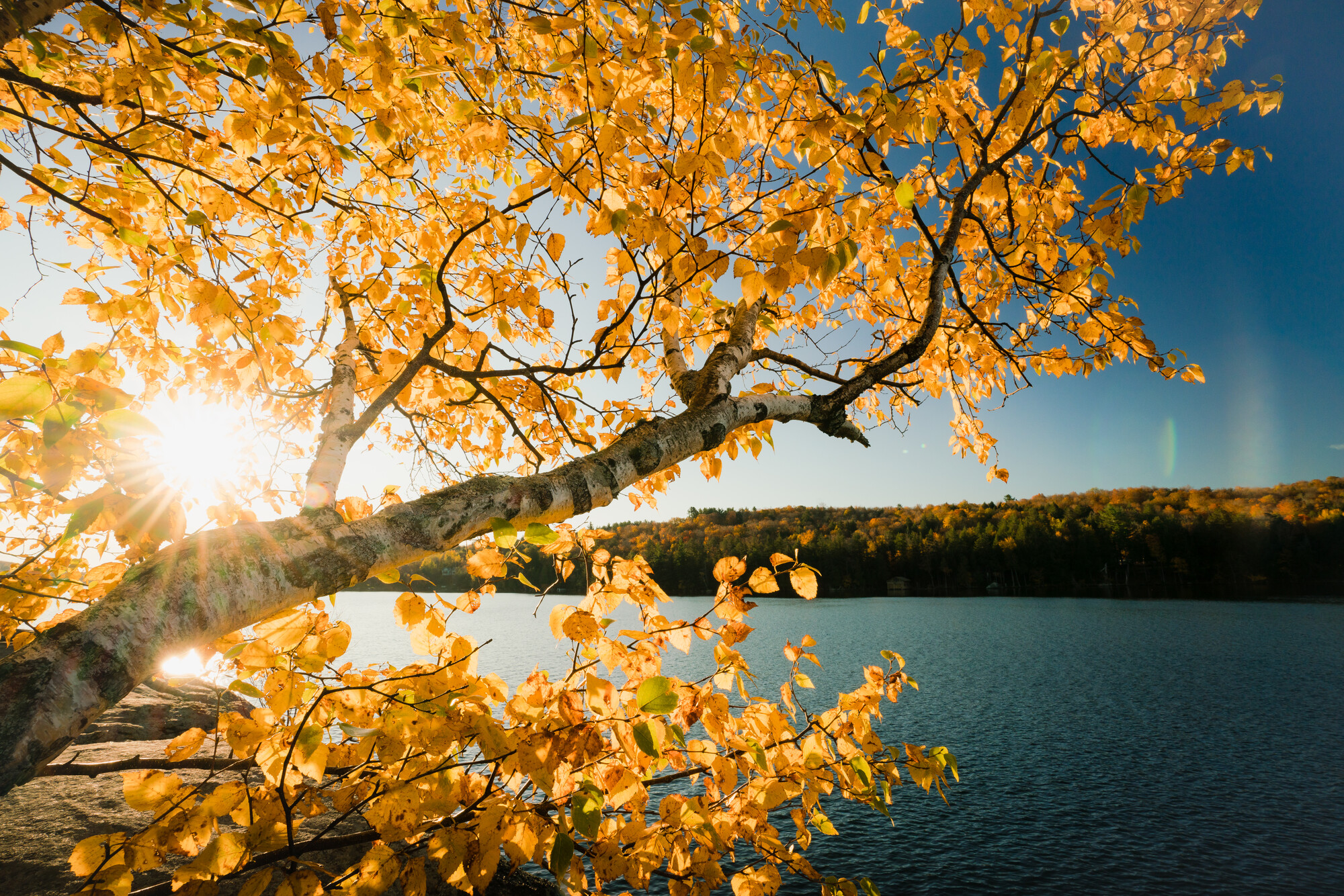 a birch tree with yellow leaves juts out onto a blue lake. 