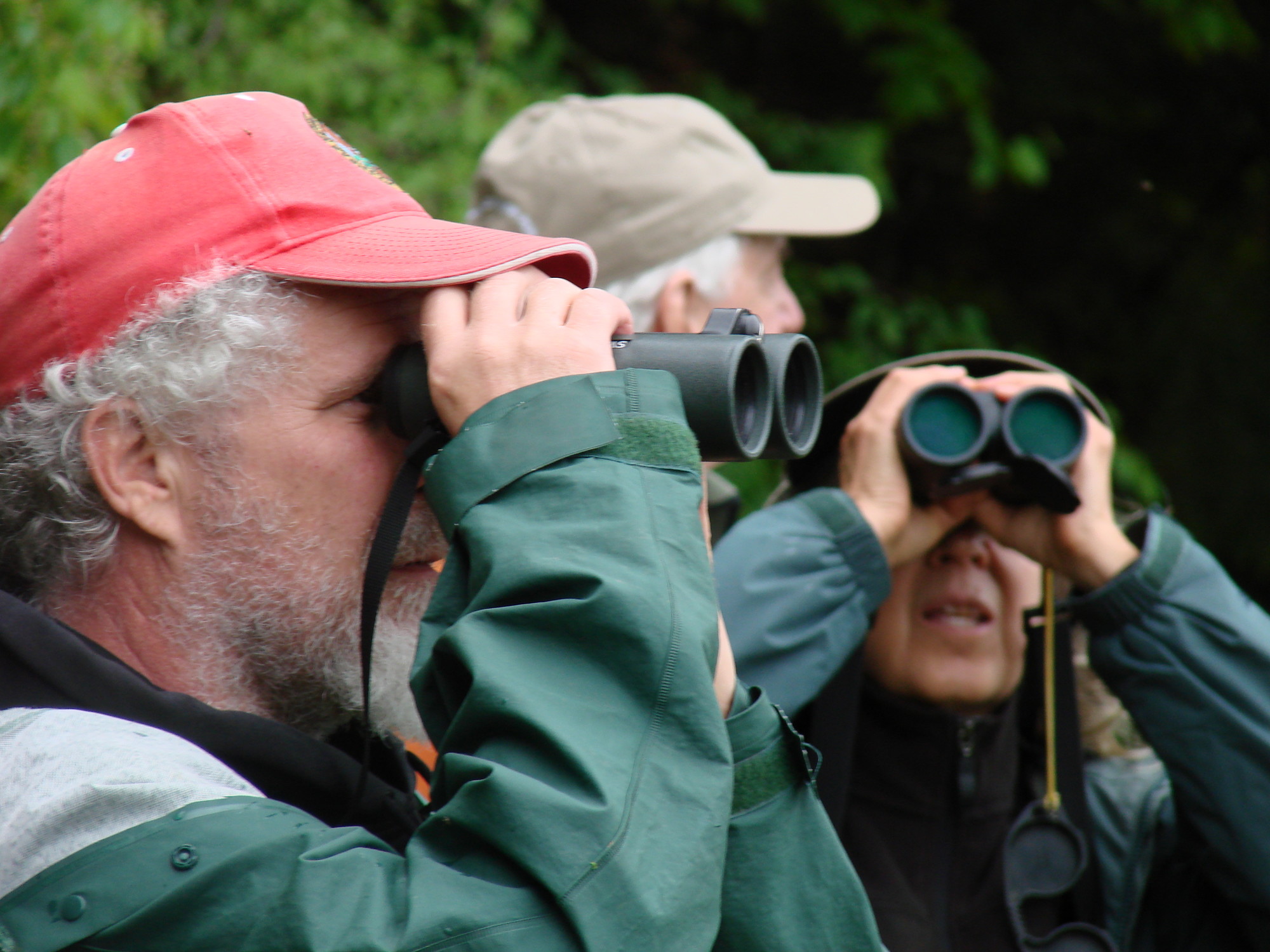 Birders with binoculars at the ready. A group of three people searching for birds with binoculars.