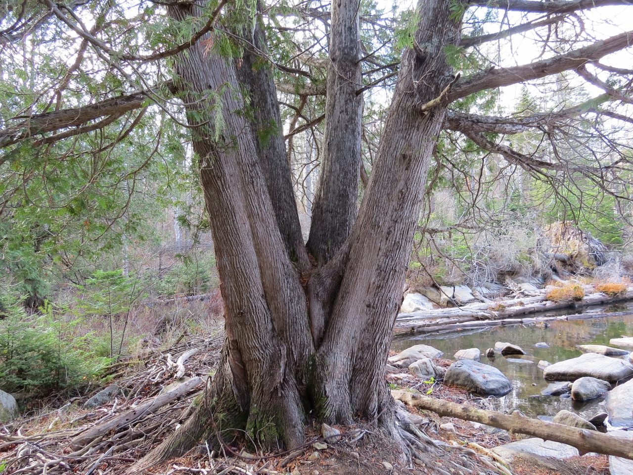 Northern White Cedar at Chain Lakes Road South