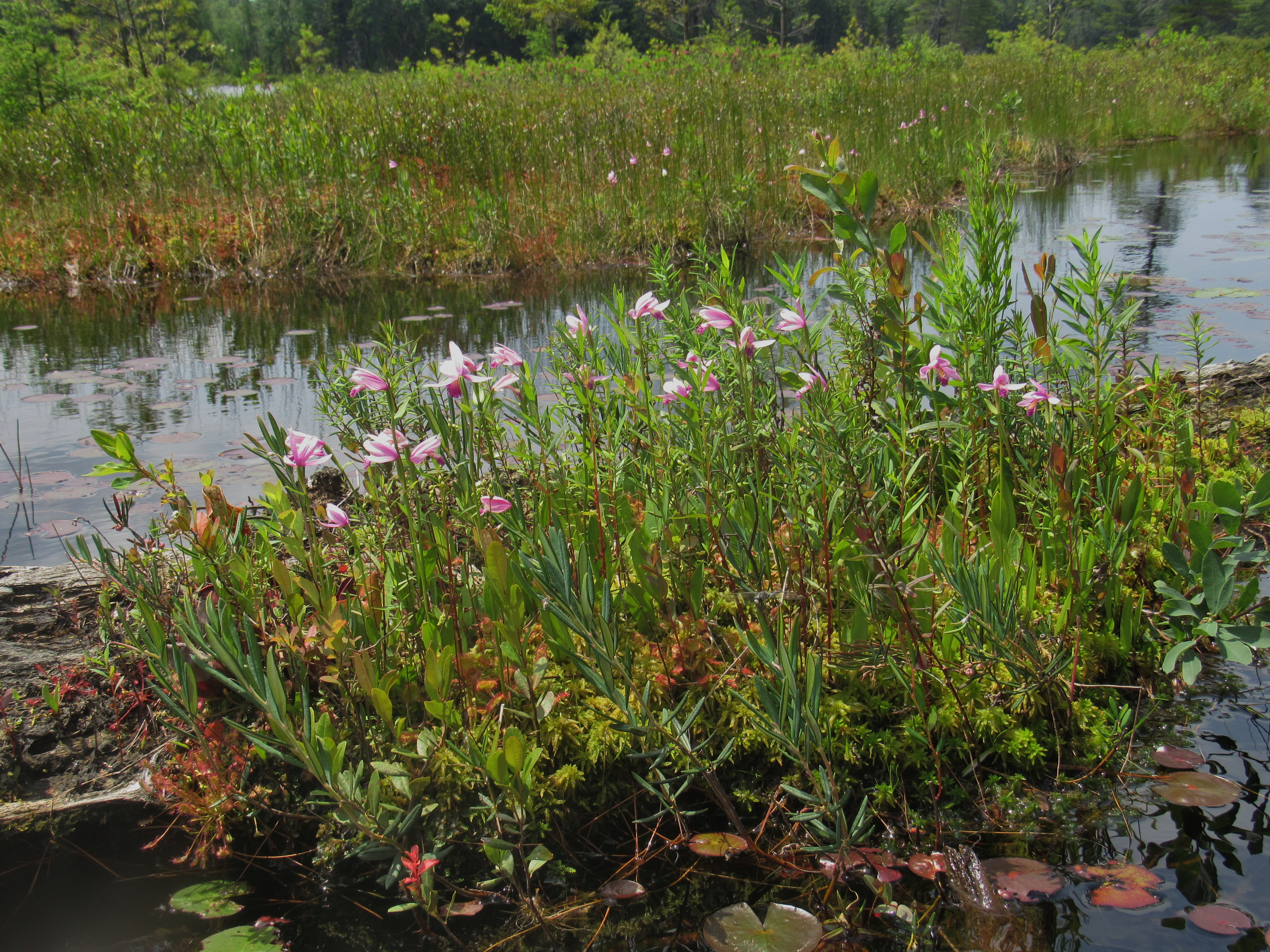 Wild Orchids enhance our lunch experience!