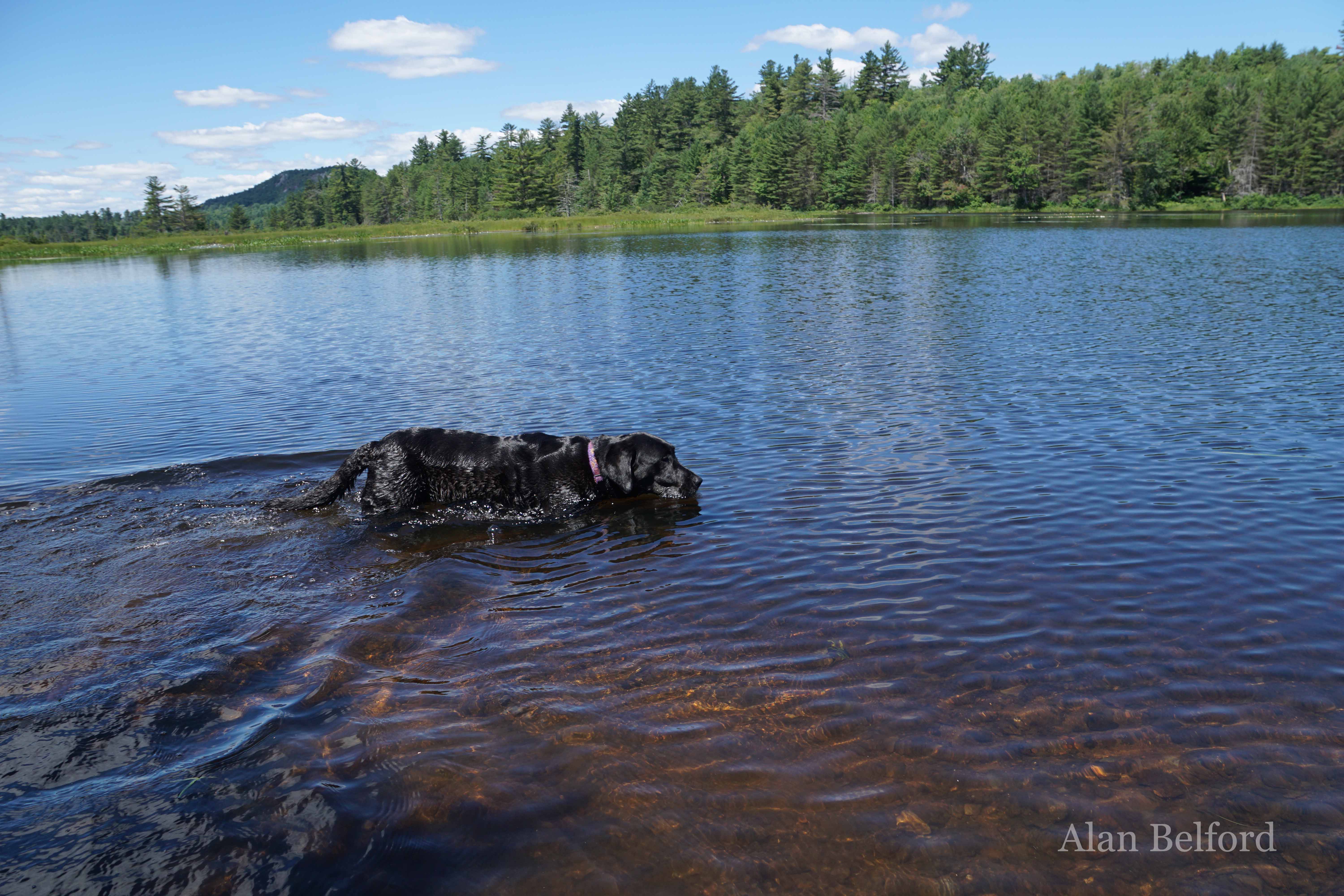 Wren swam in the Bog River on both directions of our hike.