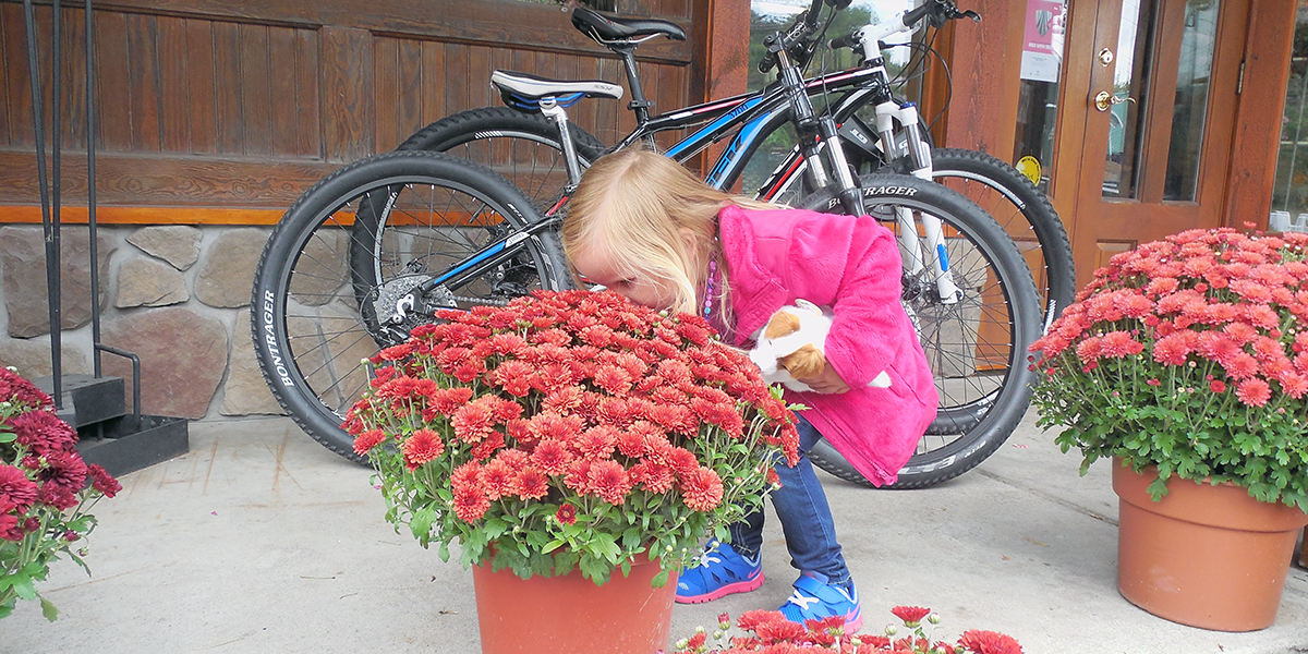 Petals and Pedals Mums