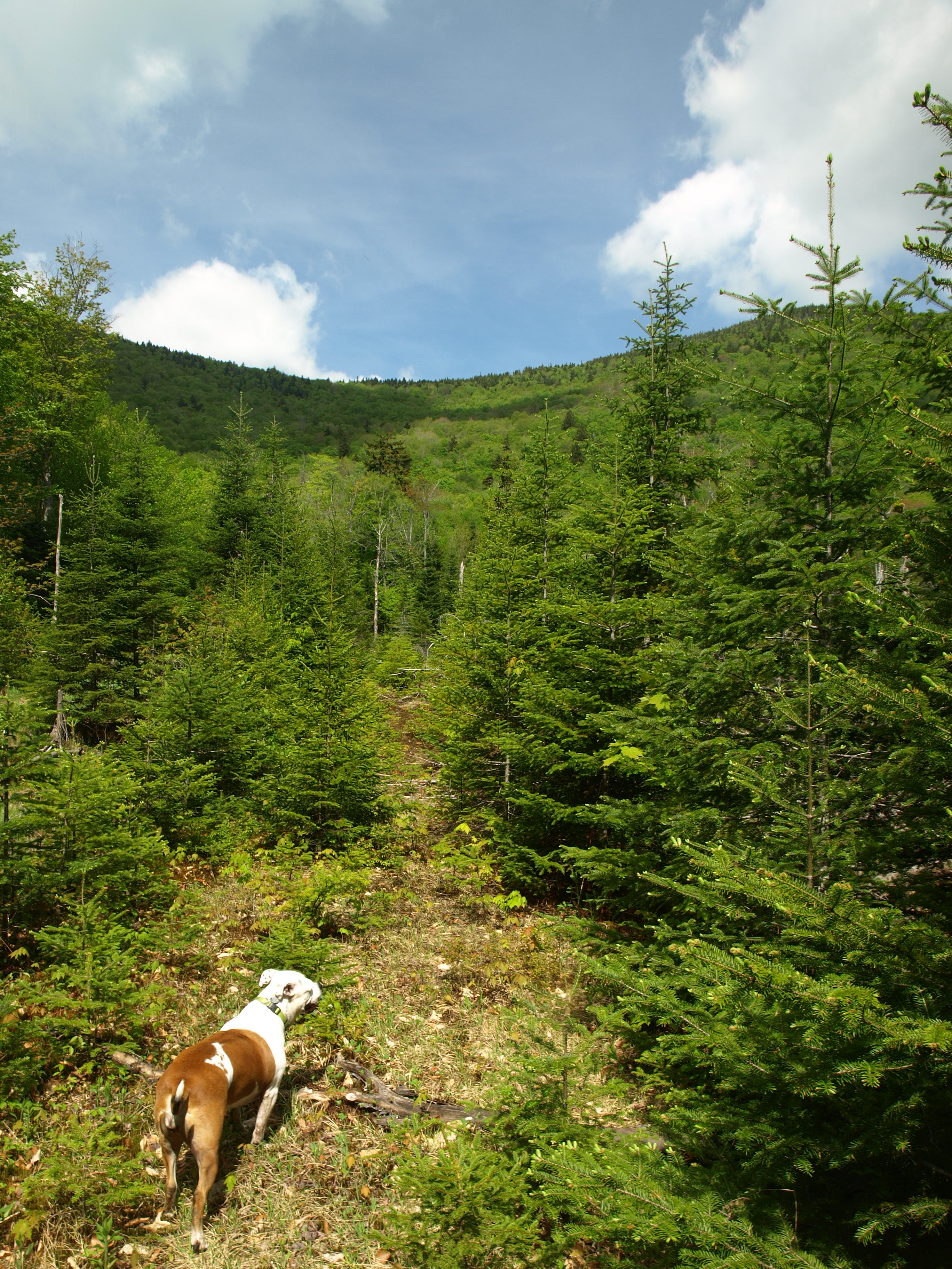 Forest Road