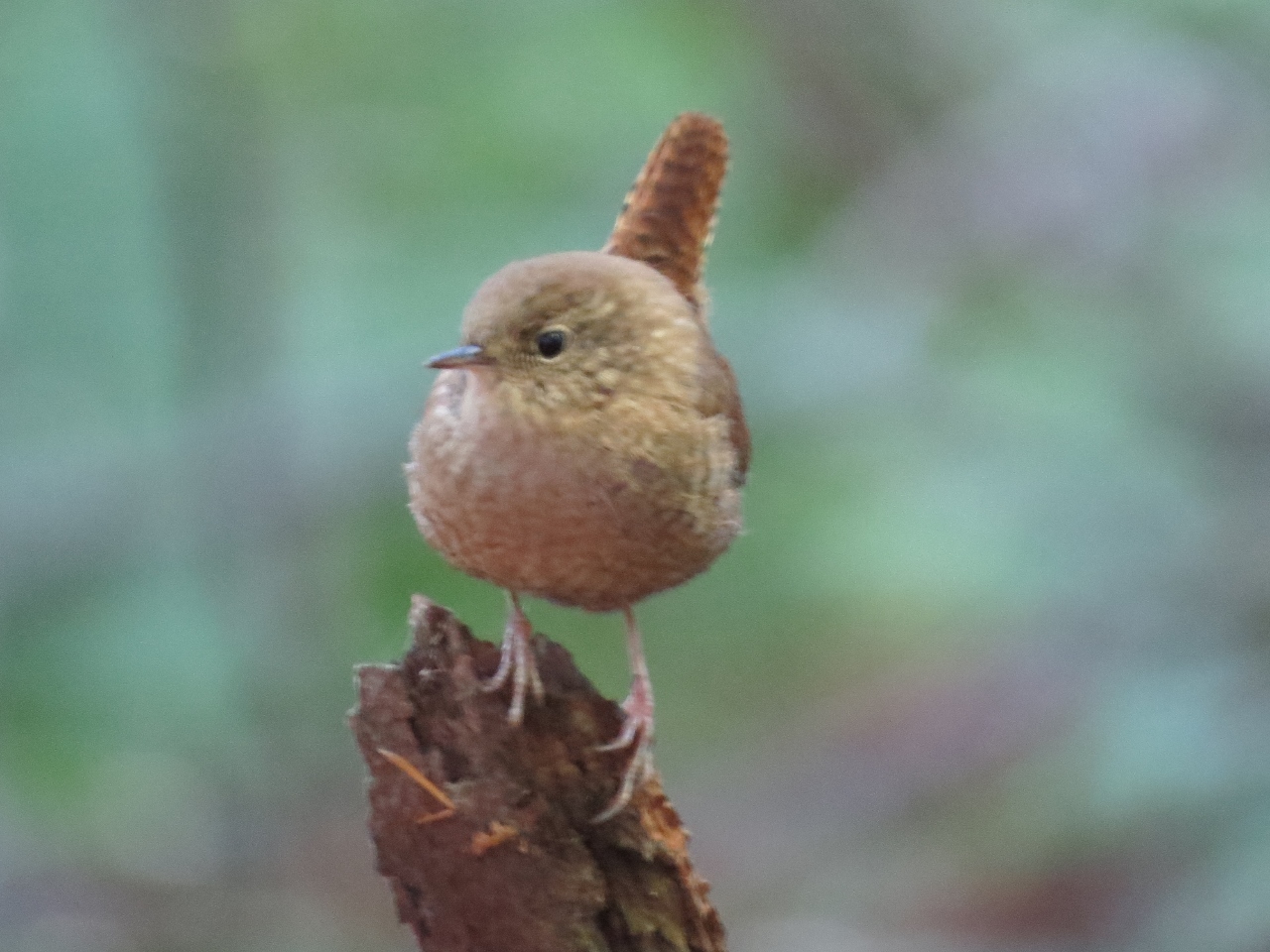 OK Slip Falls Winter Wren