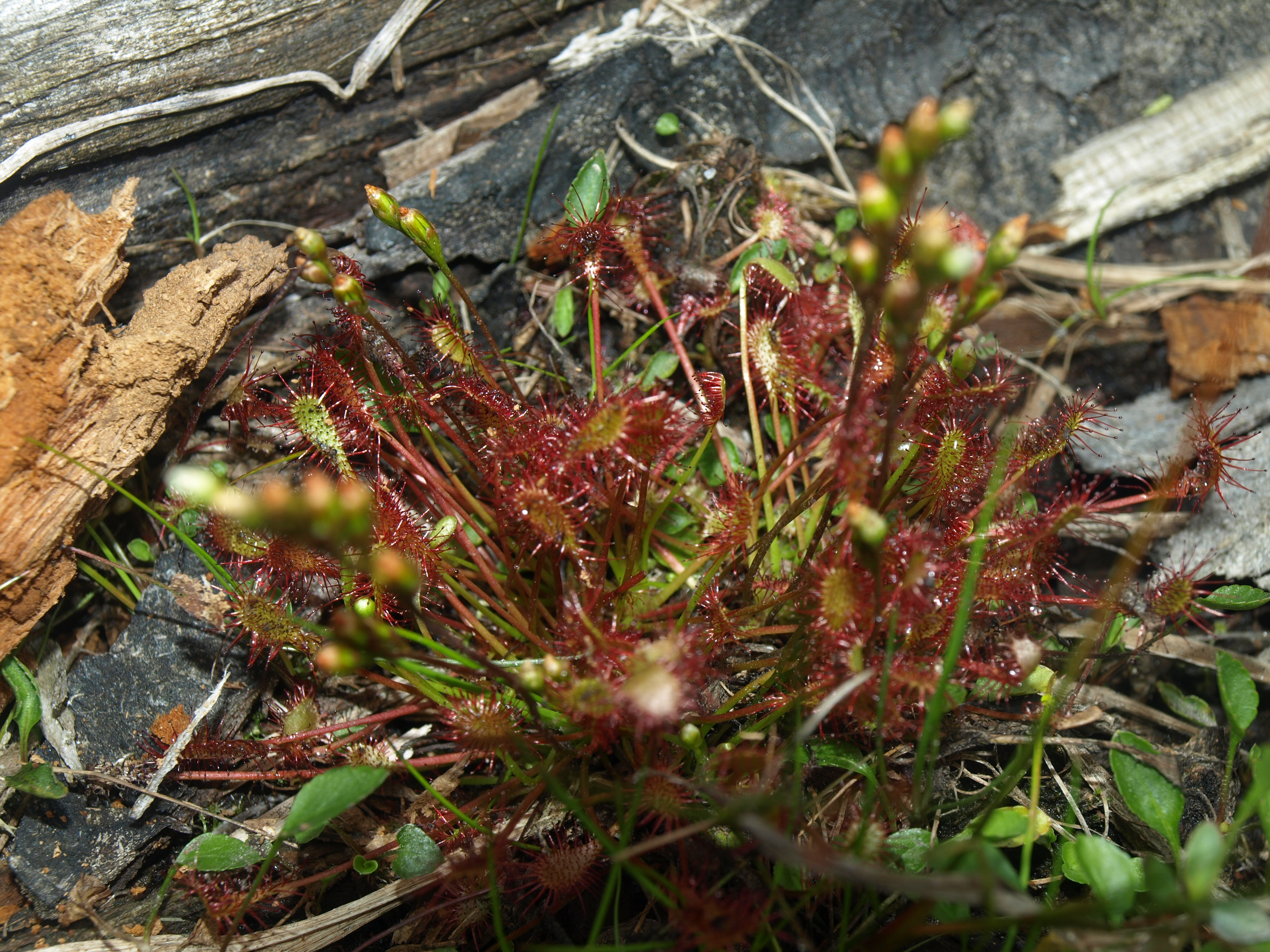 Sundew