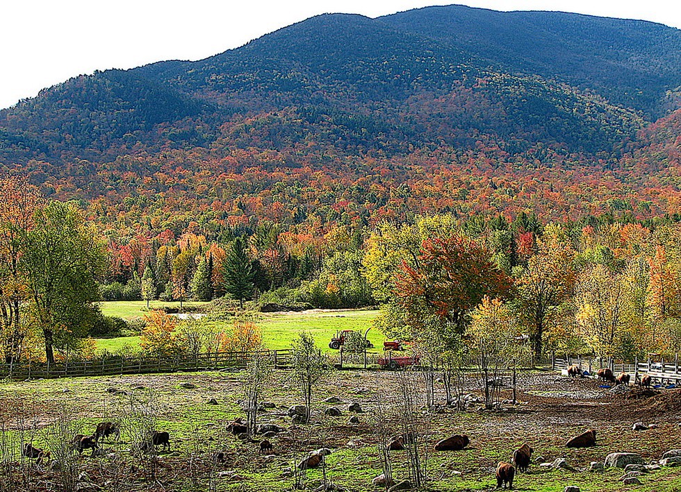 The Adirondack Buffalo Company has a ranch in the valley, with mountains beyond.