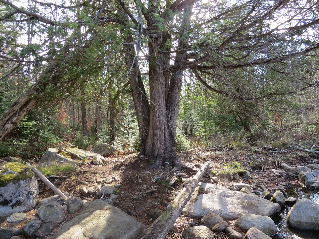 Northern White Cedar at Chain Lakes Road South