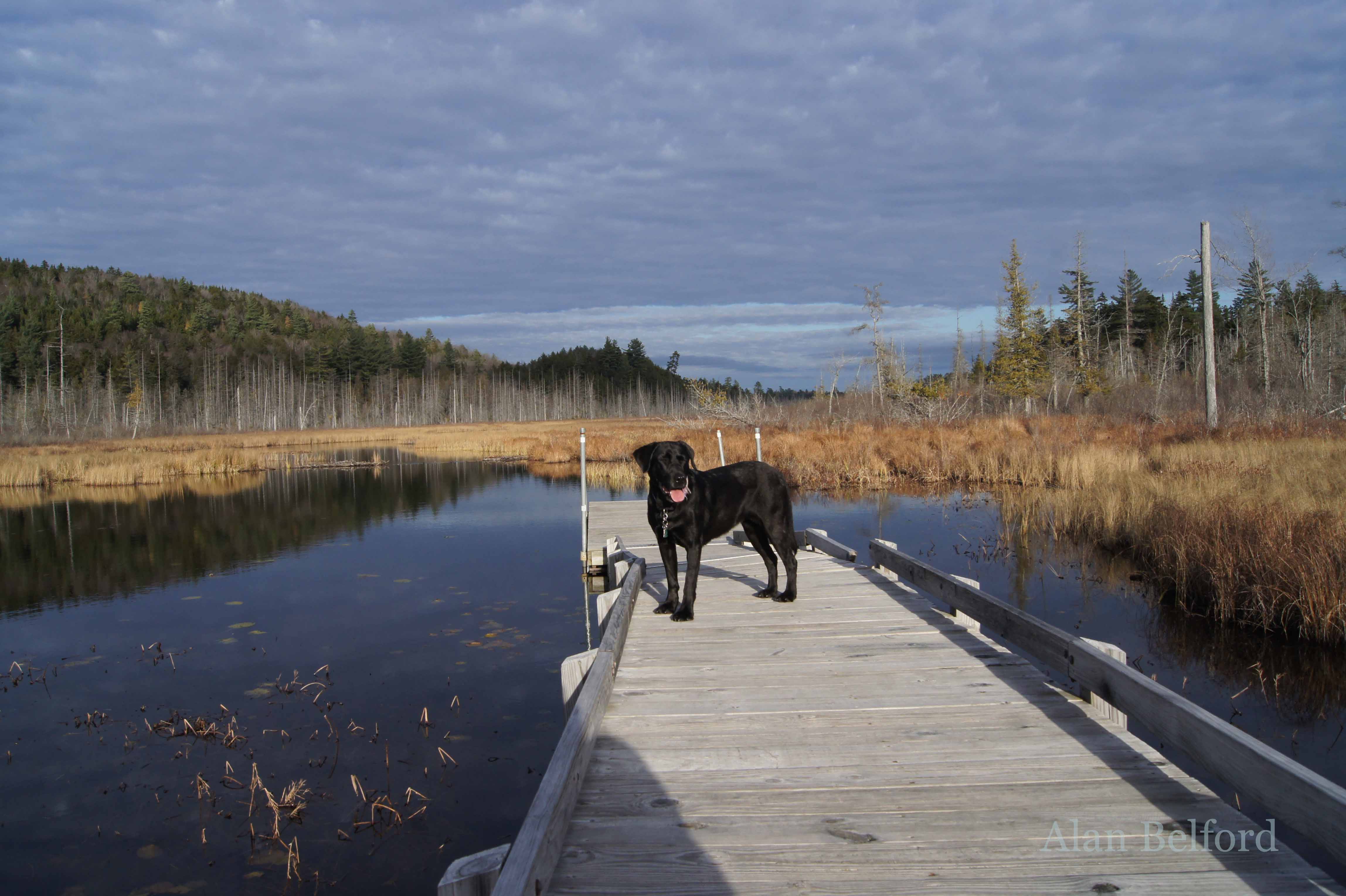 Wren explores Browns Tract Inlet on a autumn day.