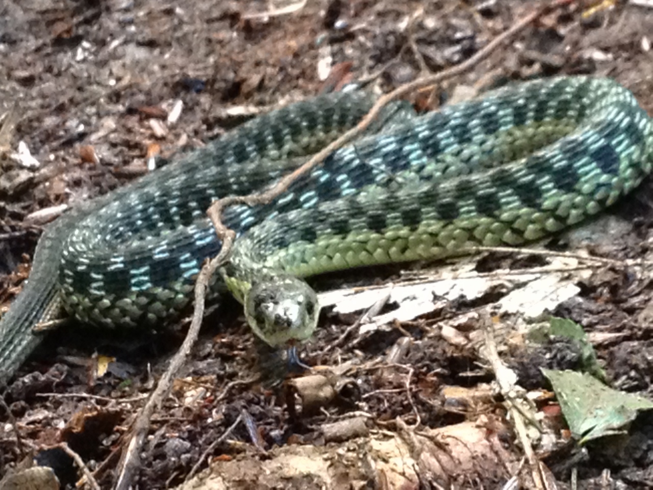 OK Slip Falls Garter Snake