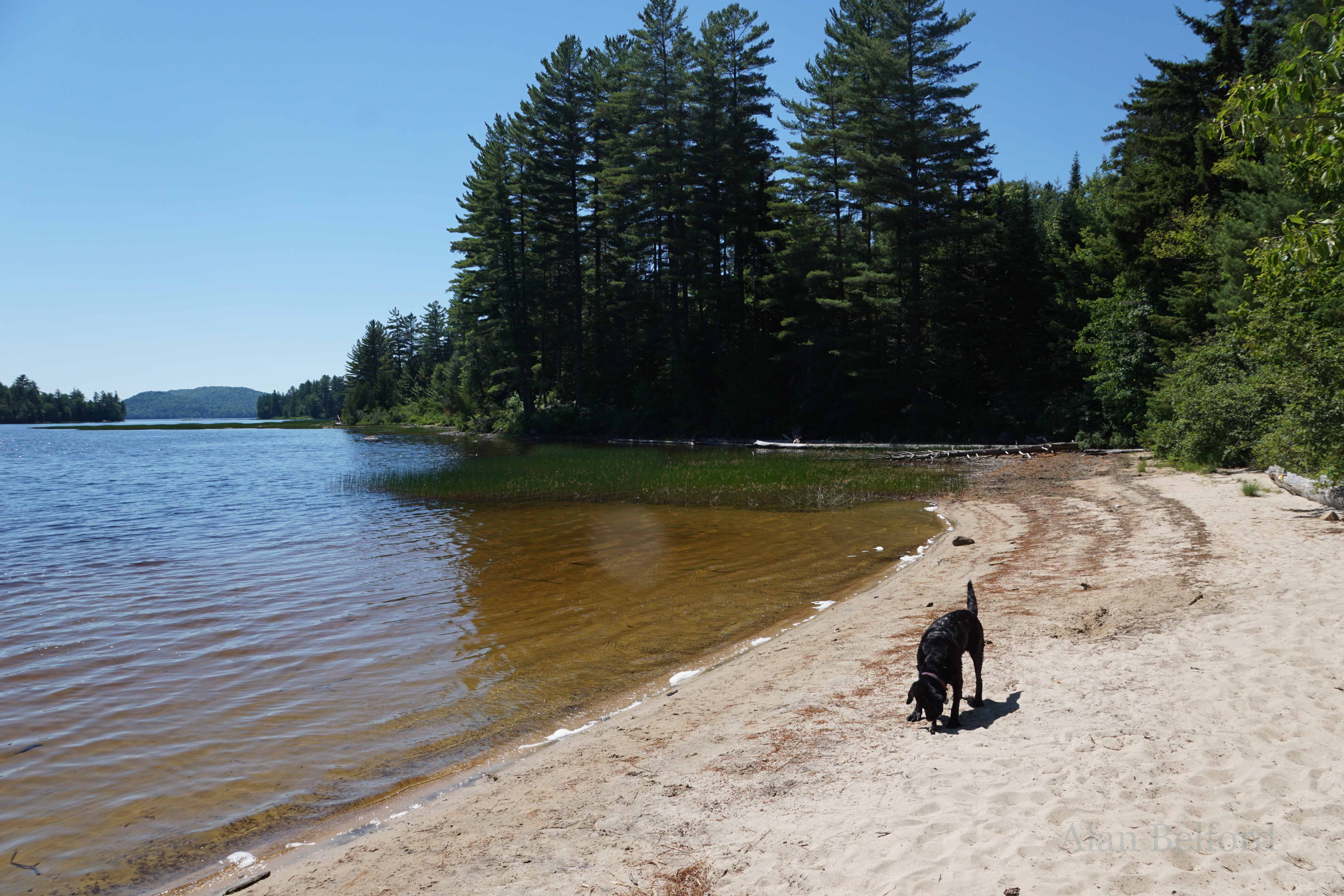 Wren noses her way along the beach at Lake Lila - another location in the neighborhood which offers great multi-day paddling opportunities.