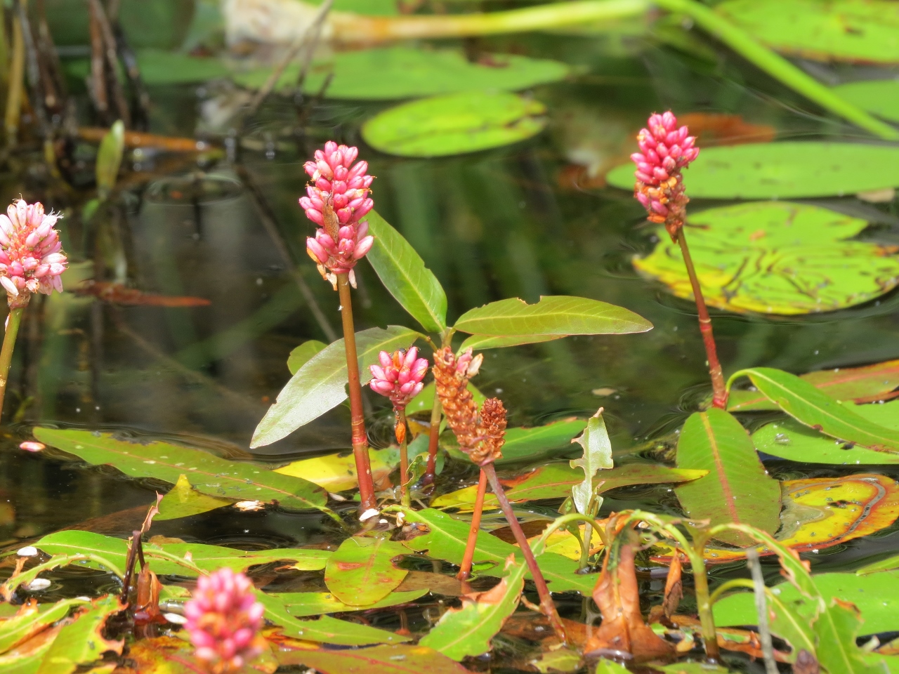 Essex Chain Lakes, water smartweed