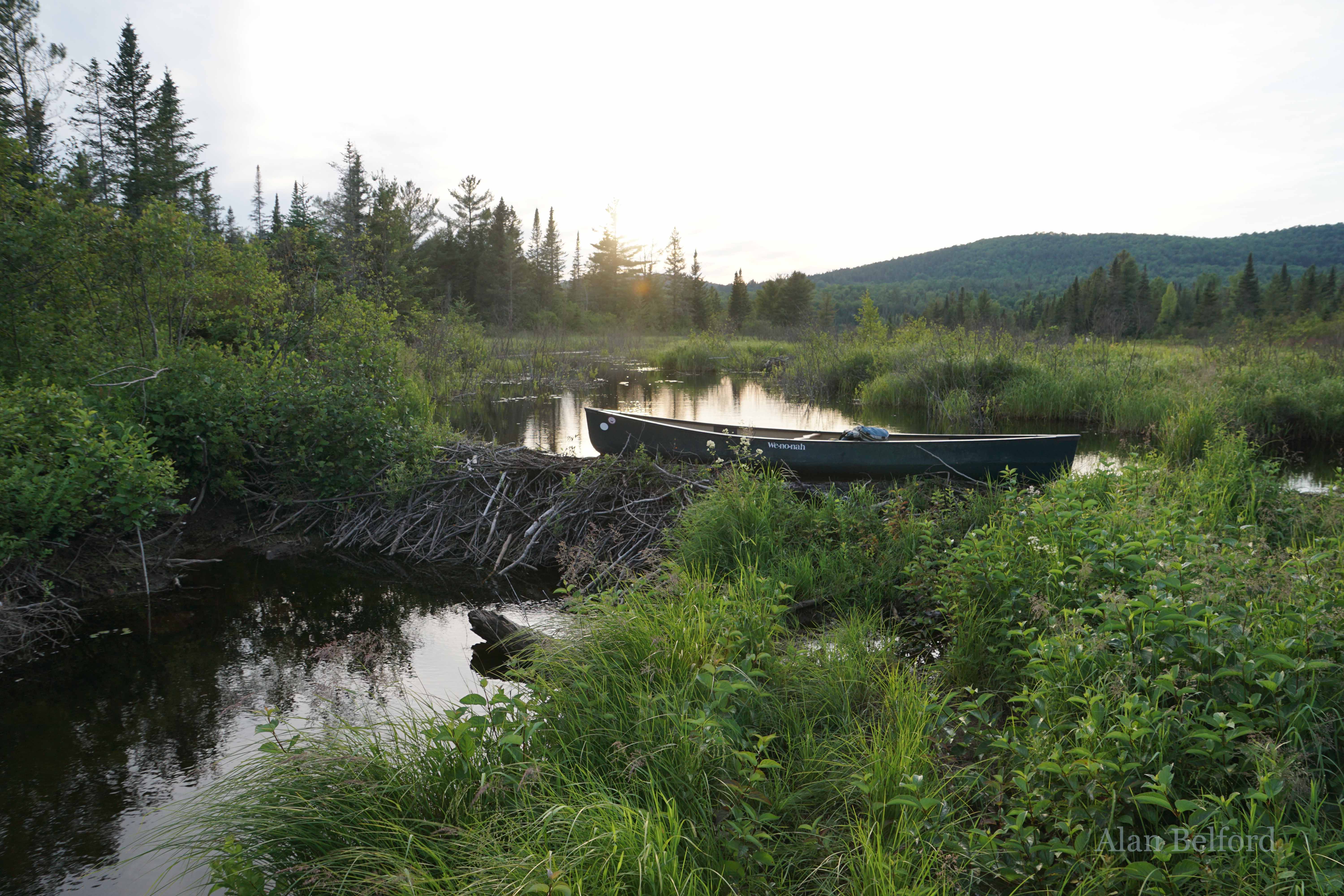 The beavers on Cheney have been busy!