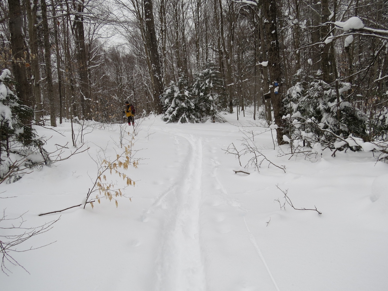 Where the Northville-Placid Trail & dirt road converge