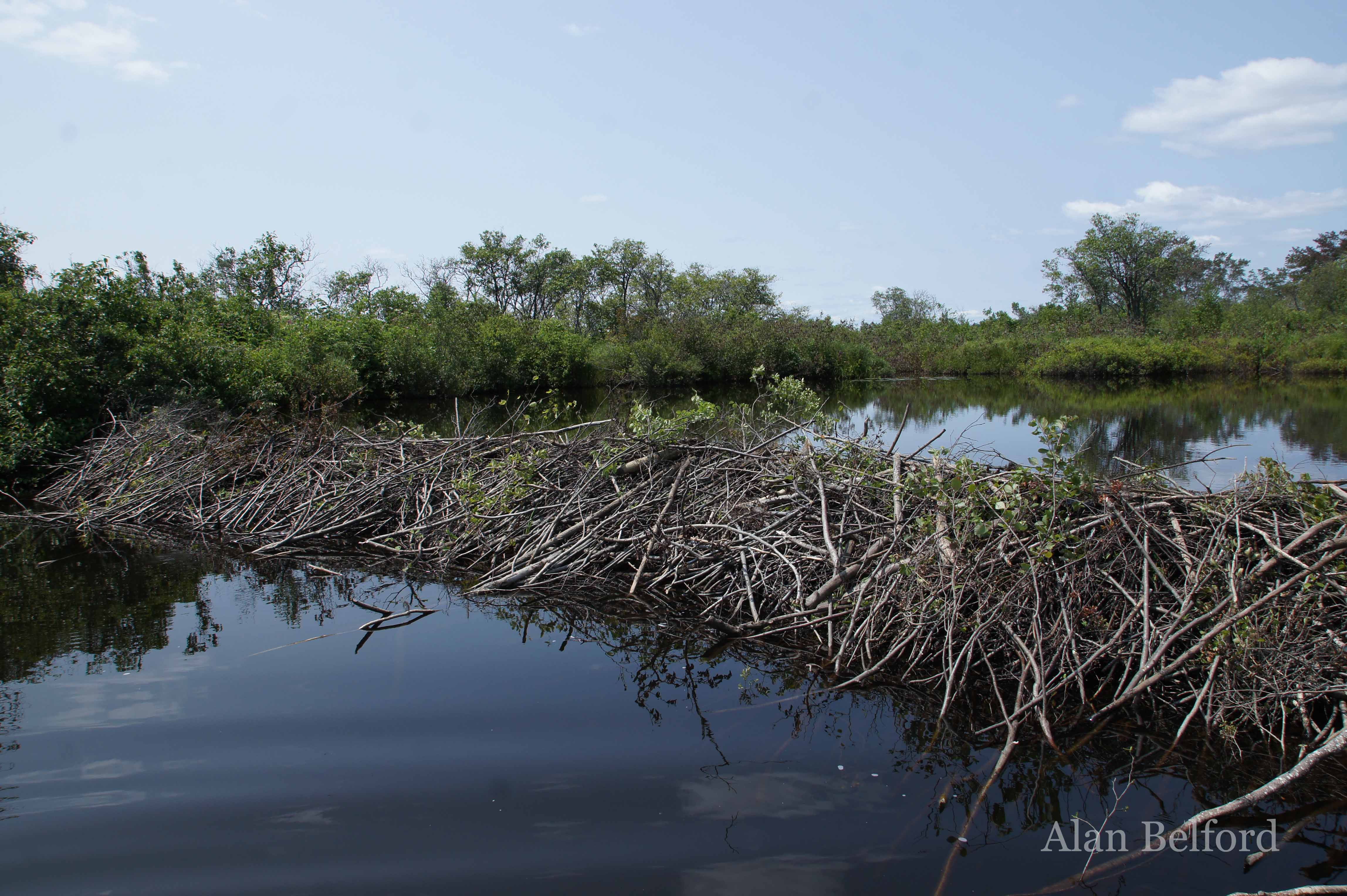 The beavers which built the dam at the mouth of the Kunjamuk have some serious skill.