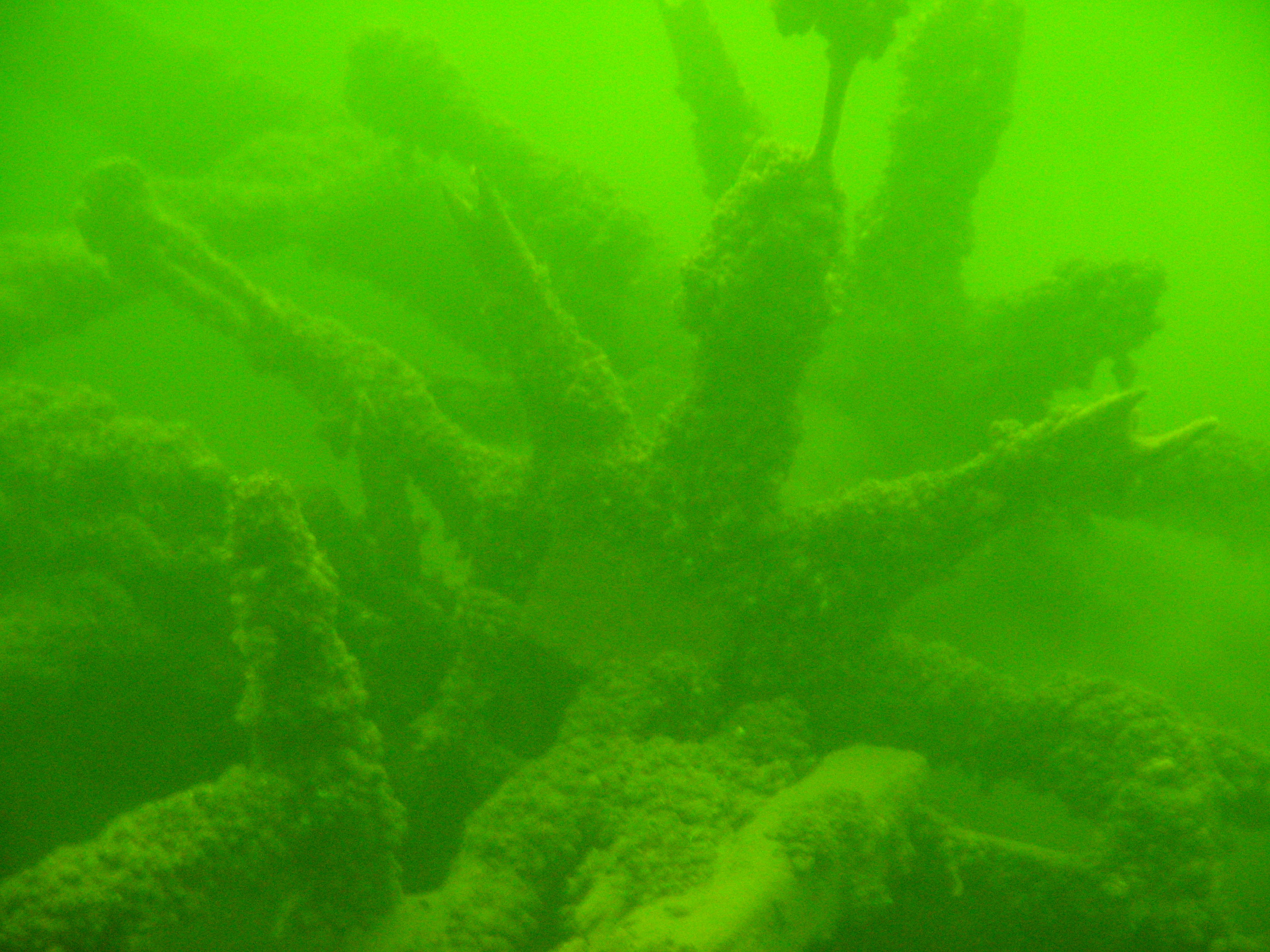 Wreckage of a ship's paddlewheel sits in deep green water. Image courtesy Gary Kessler.